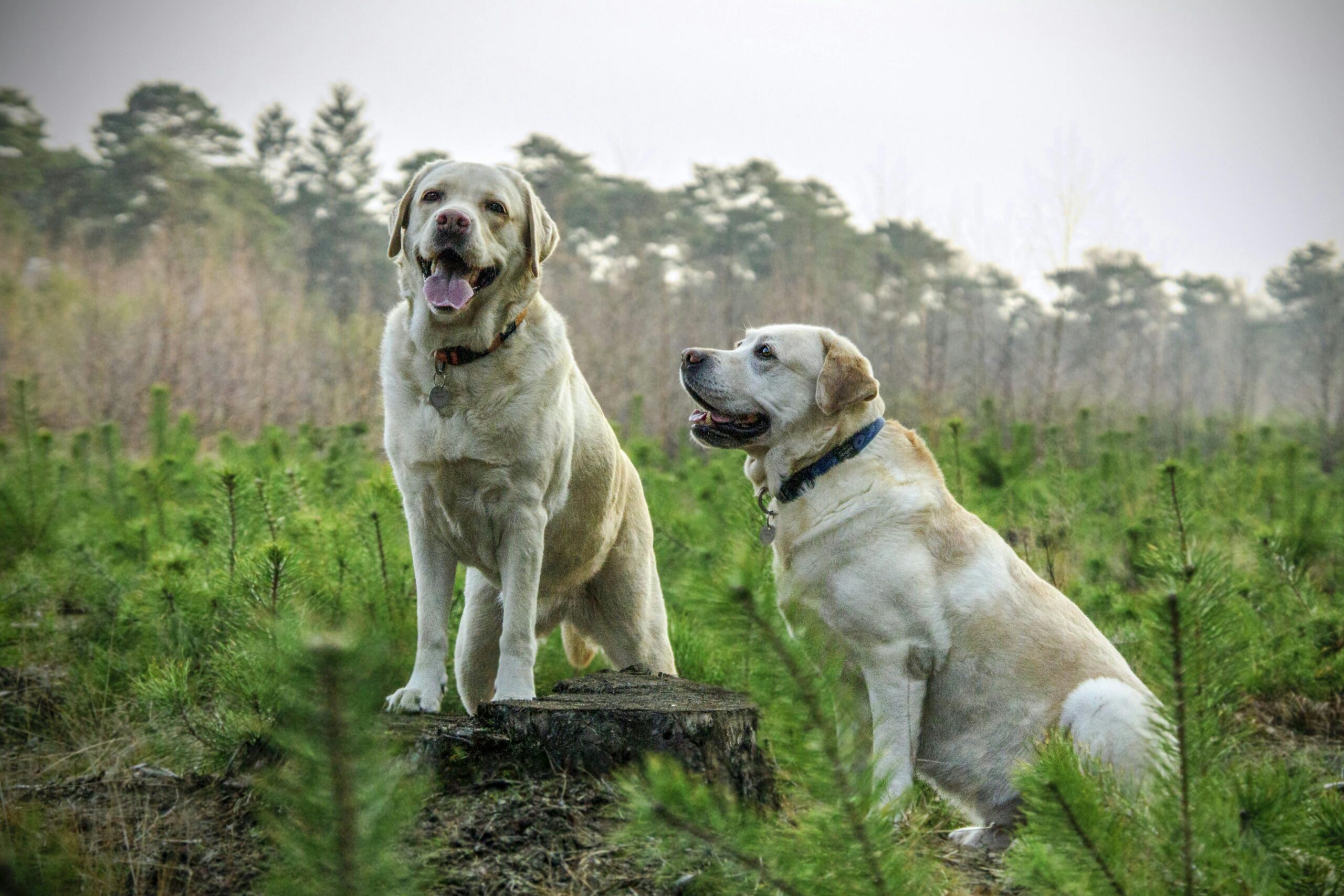 labrador retriever dog names