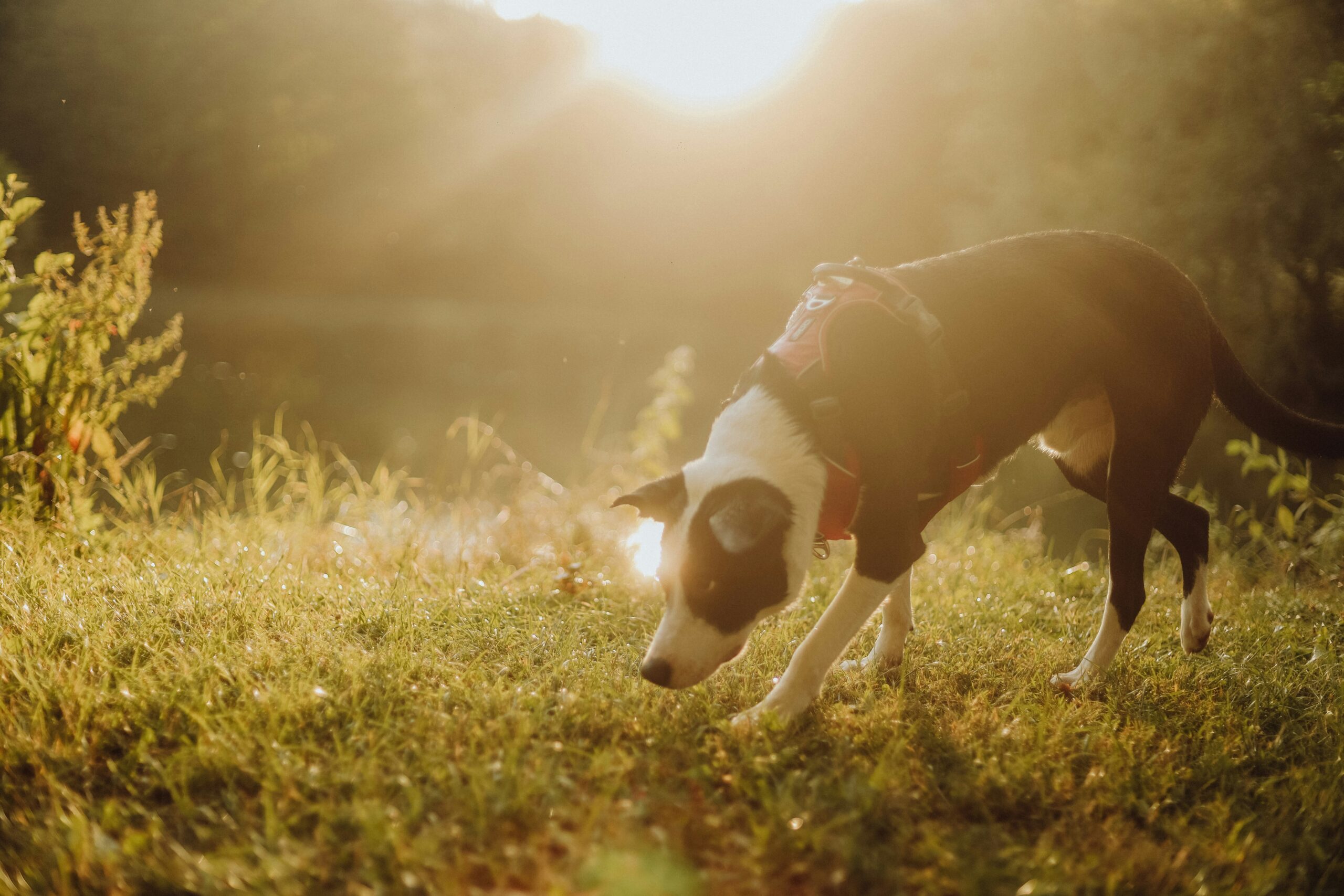 male american dog names