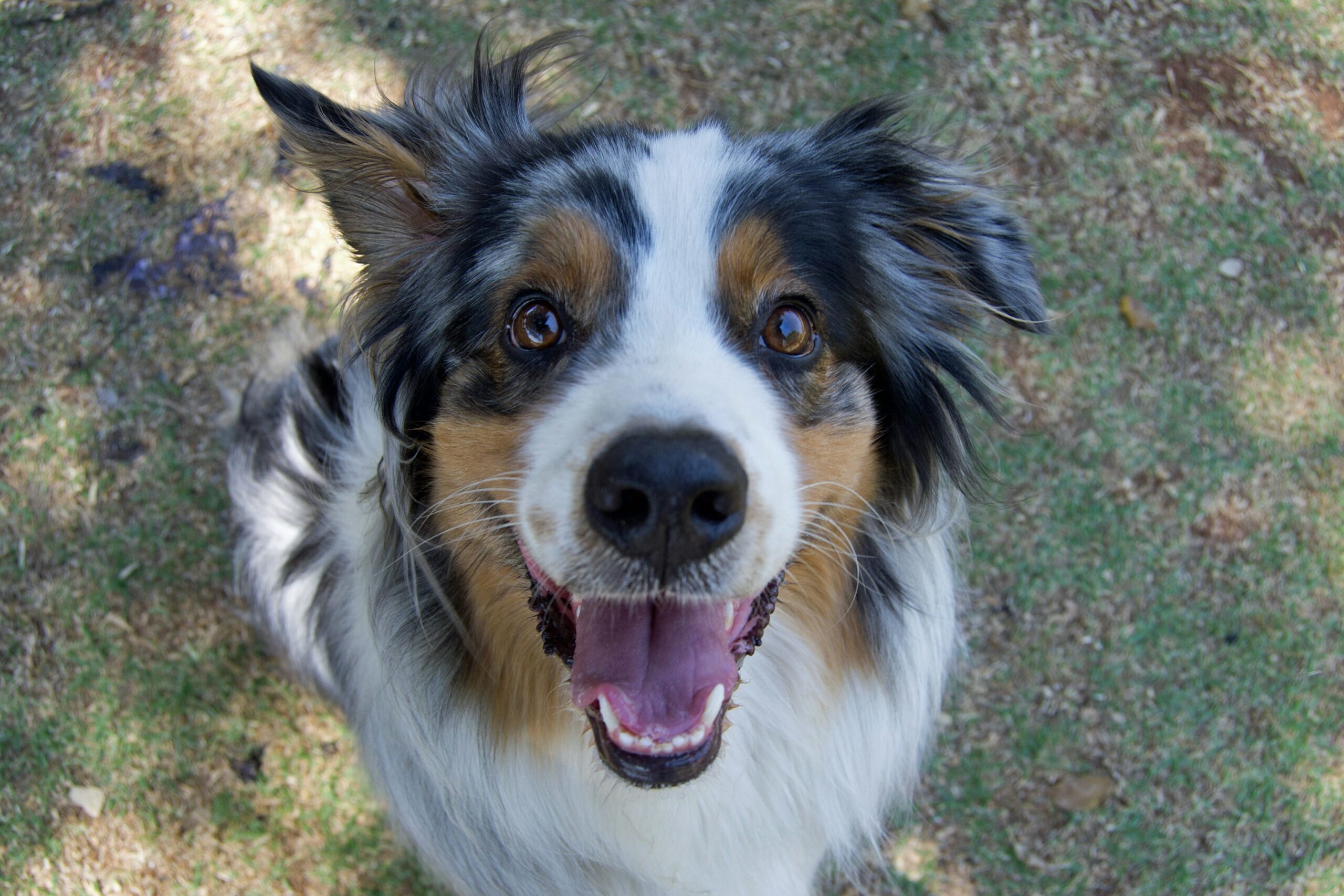 male australian shepherd dog names