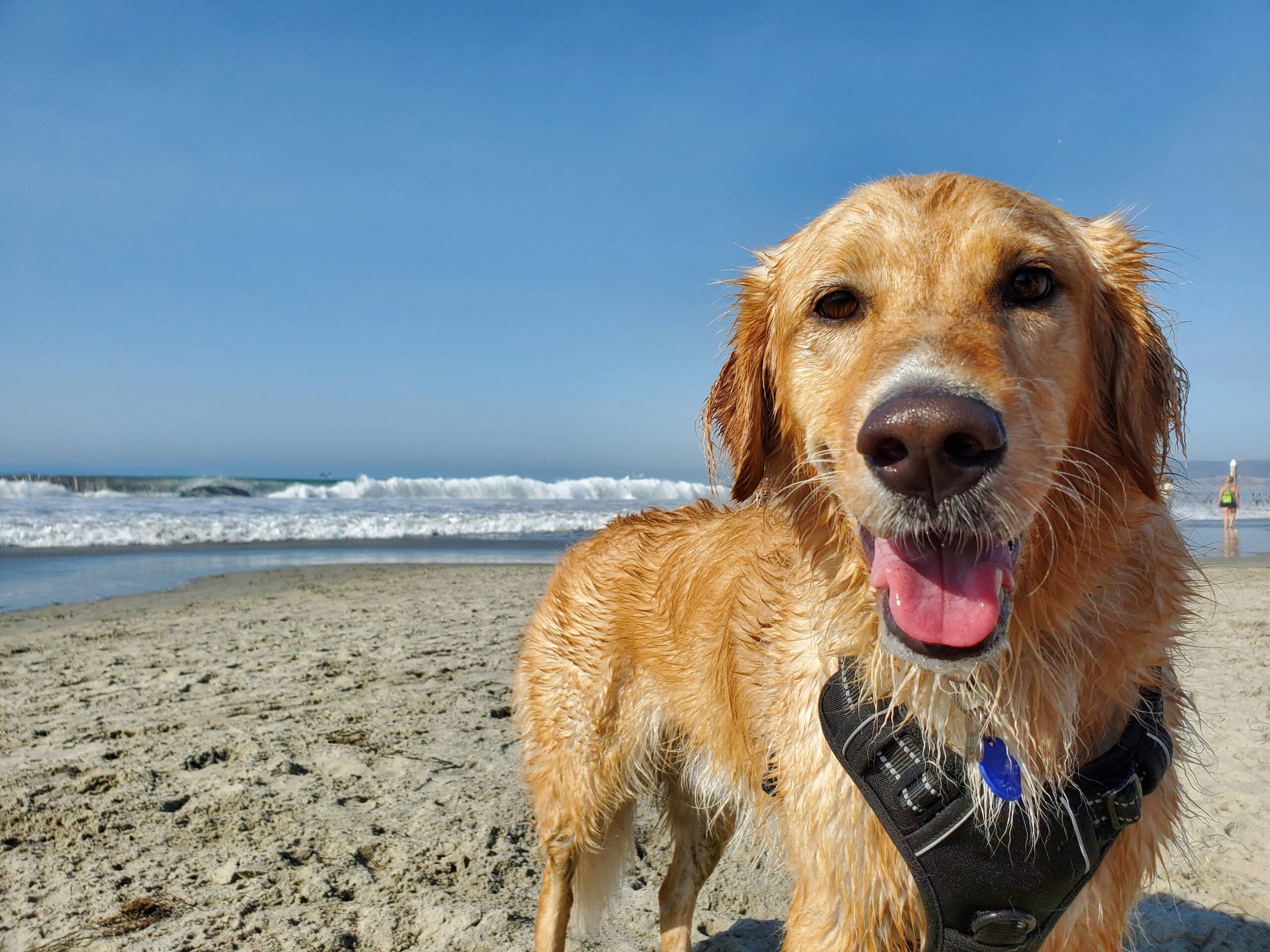 male beach dog names