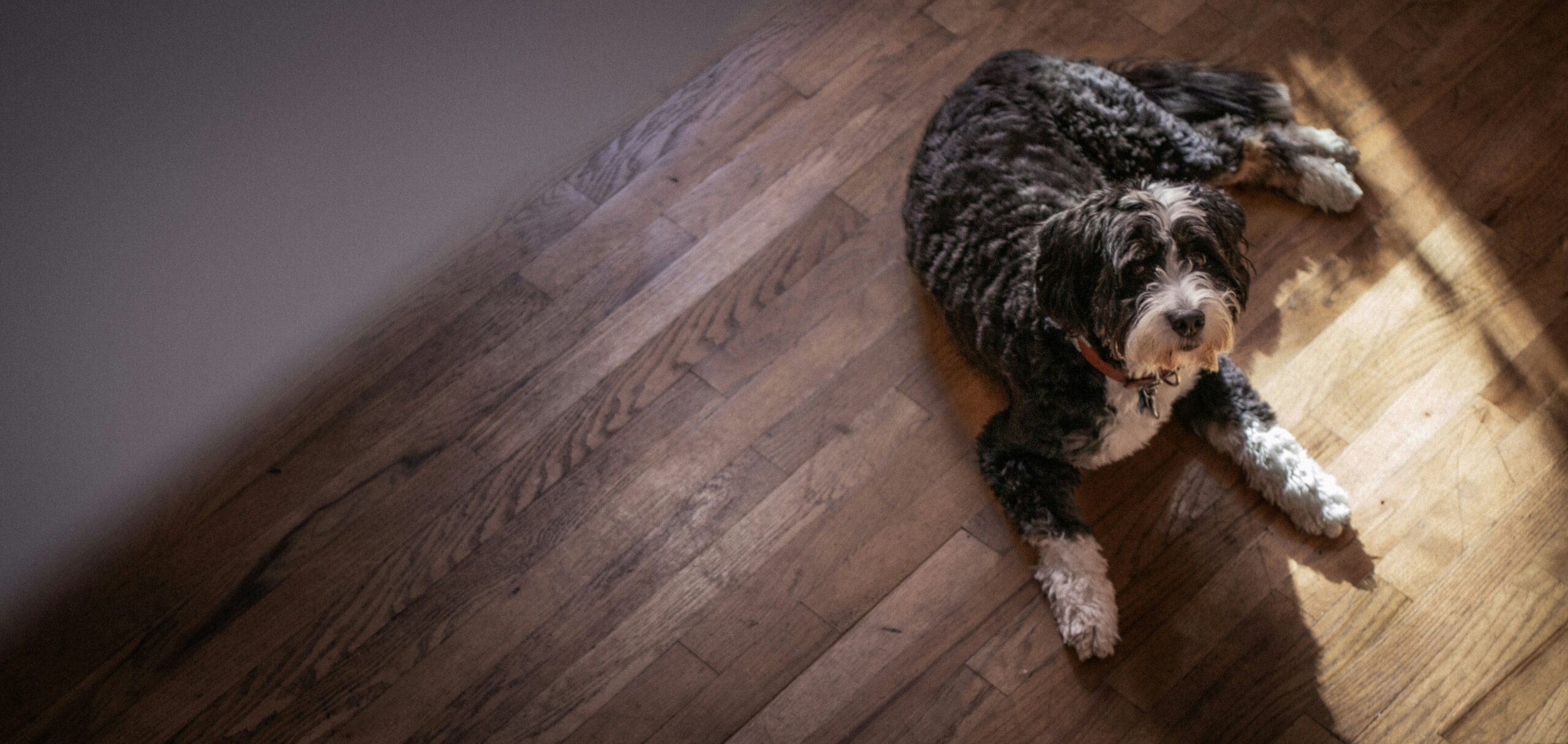 male bernedoodle dog names