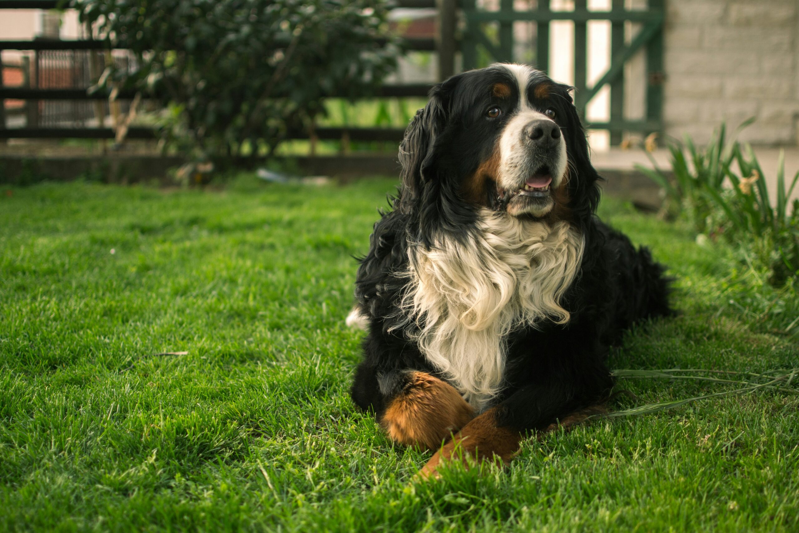 male bernese mountain dog dog names