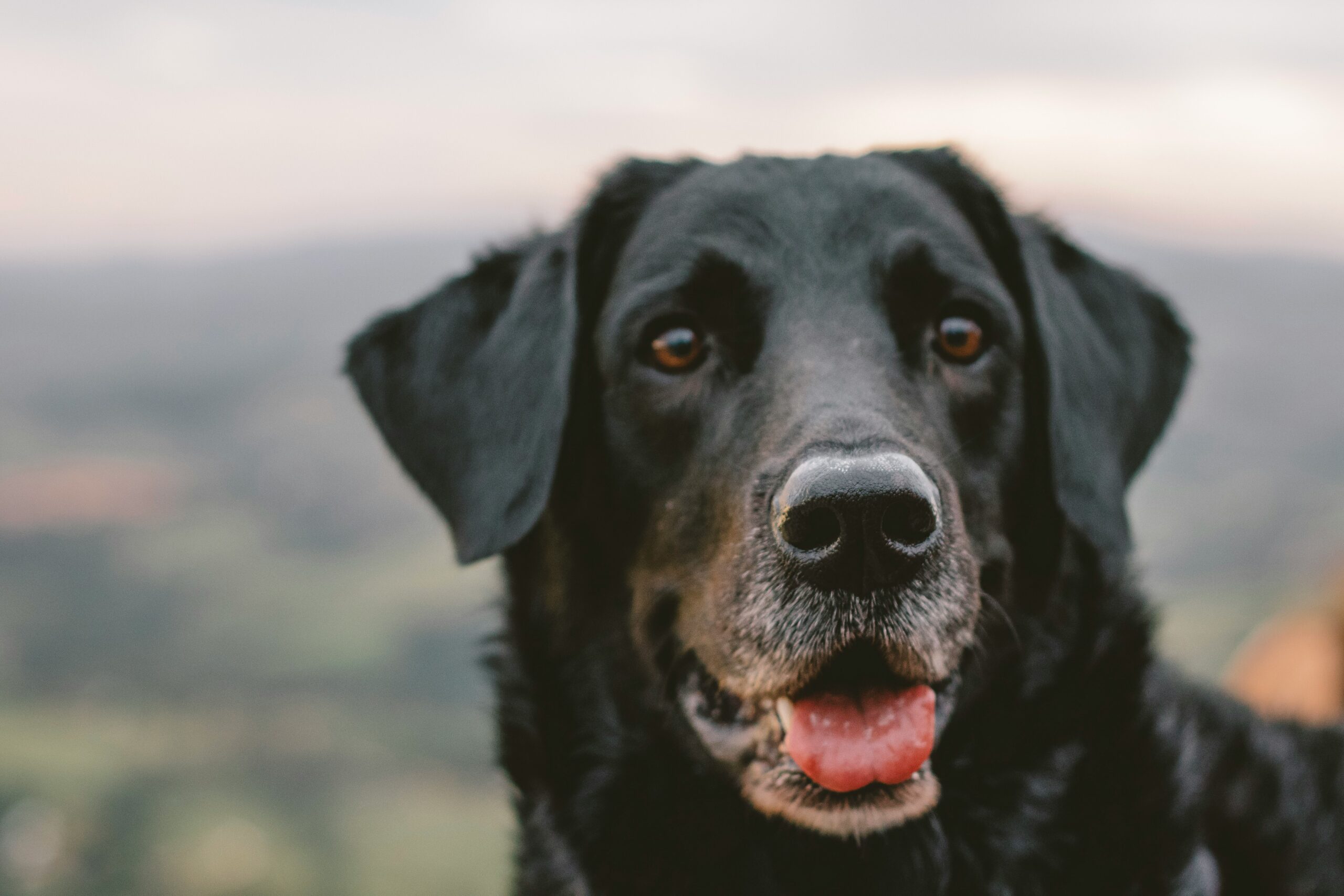 male brazilian dog names