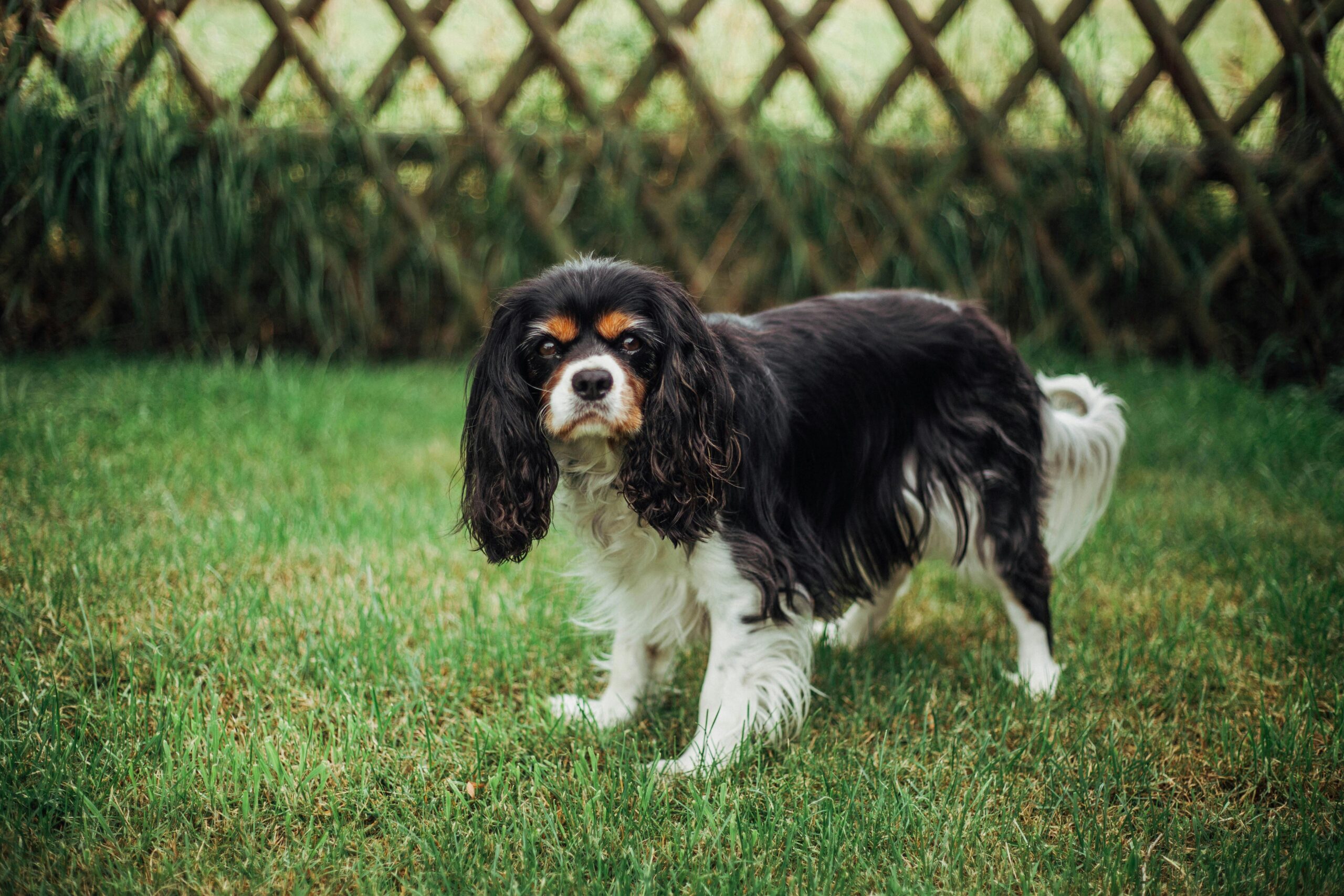 male cavalier king charles spaniel dog names