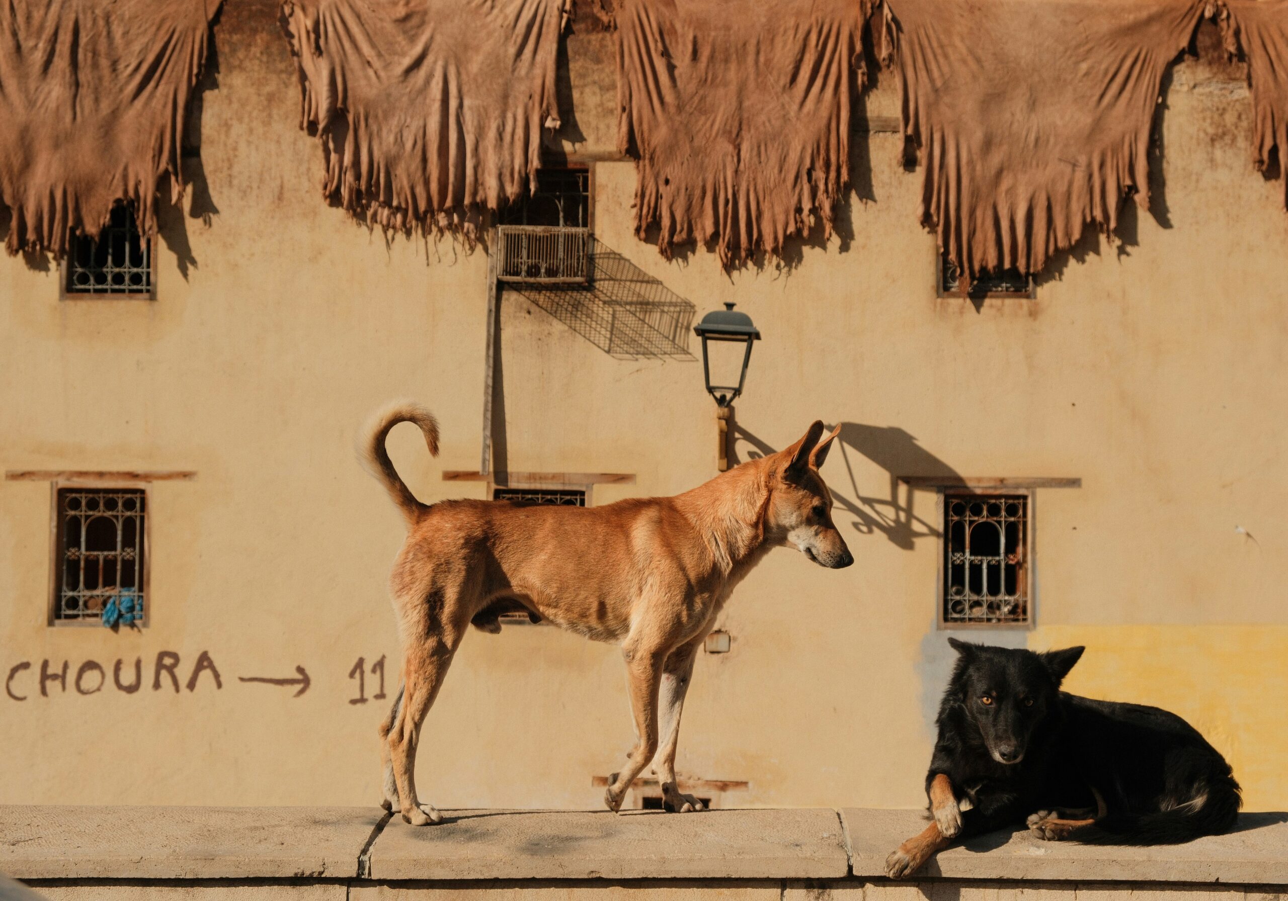 male cuban dog names