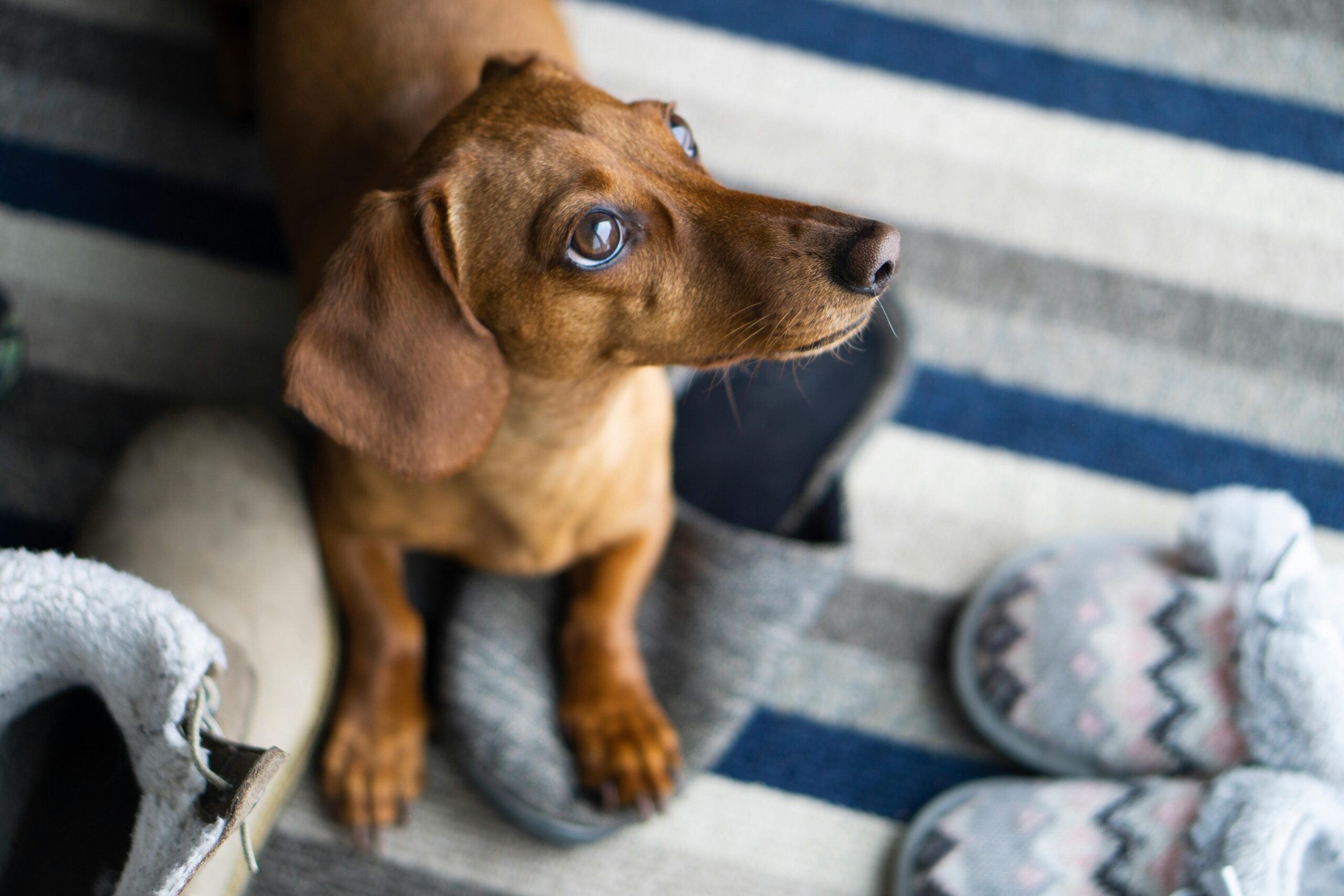male dachshund dog names