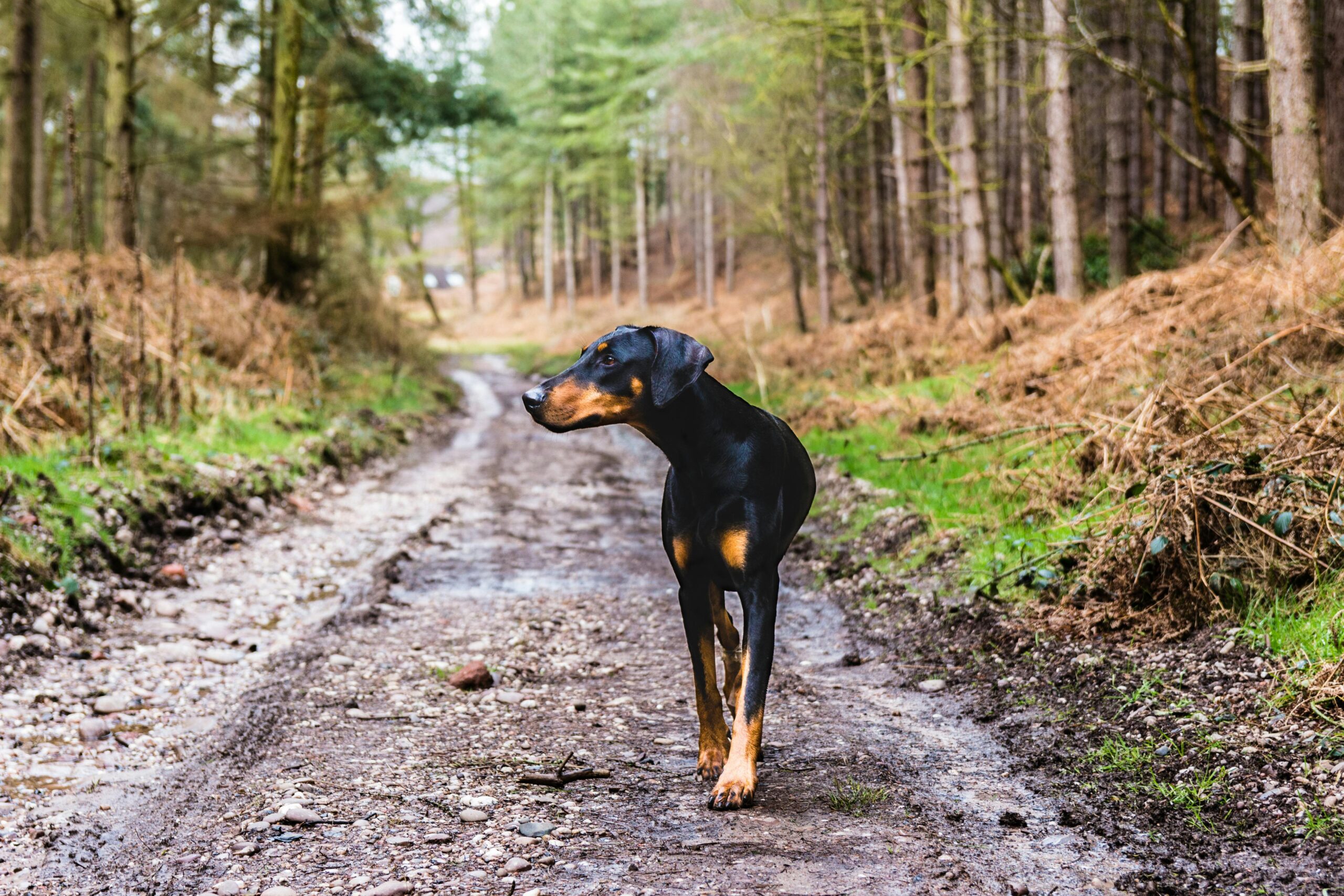 male doberman pinscher dog names