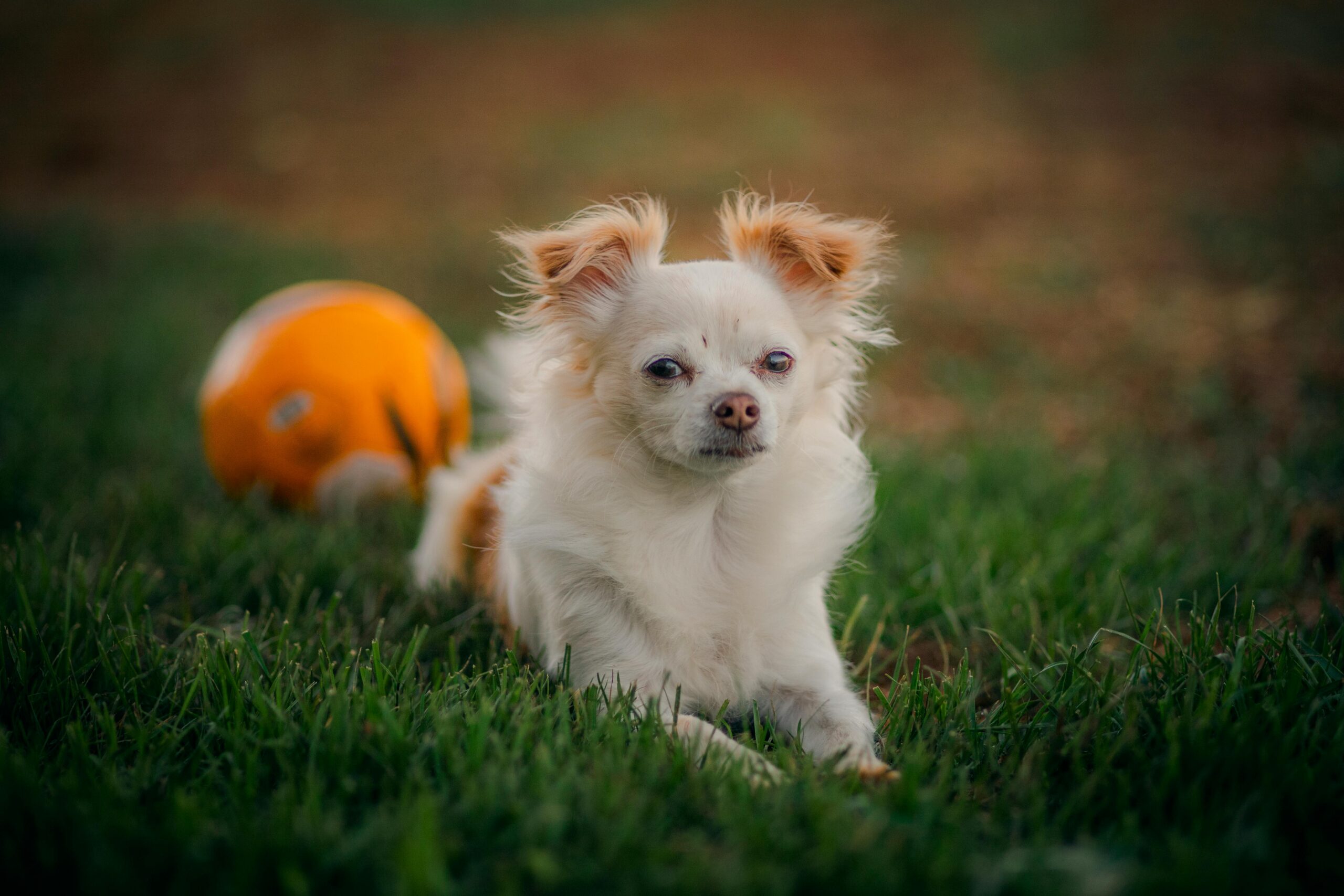 male dog pokemon names