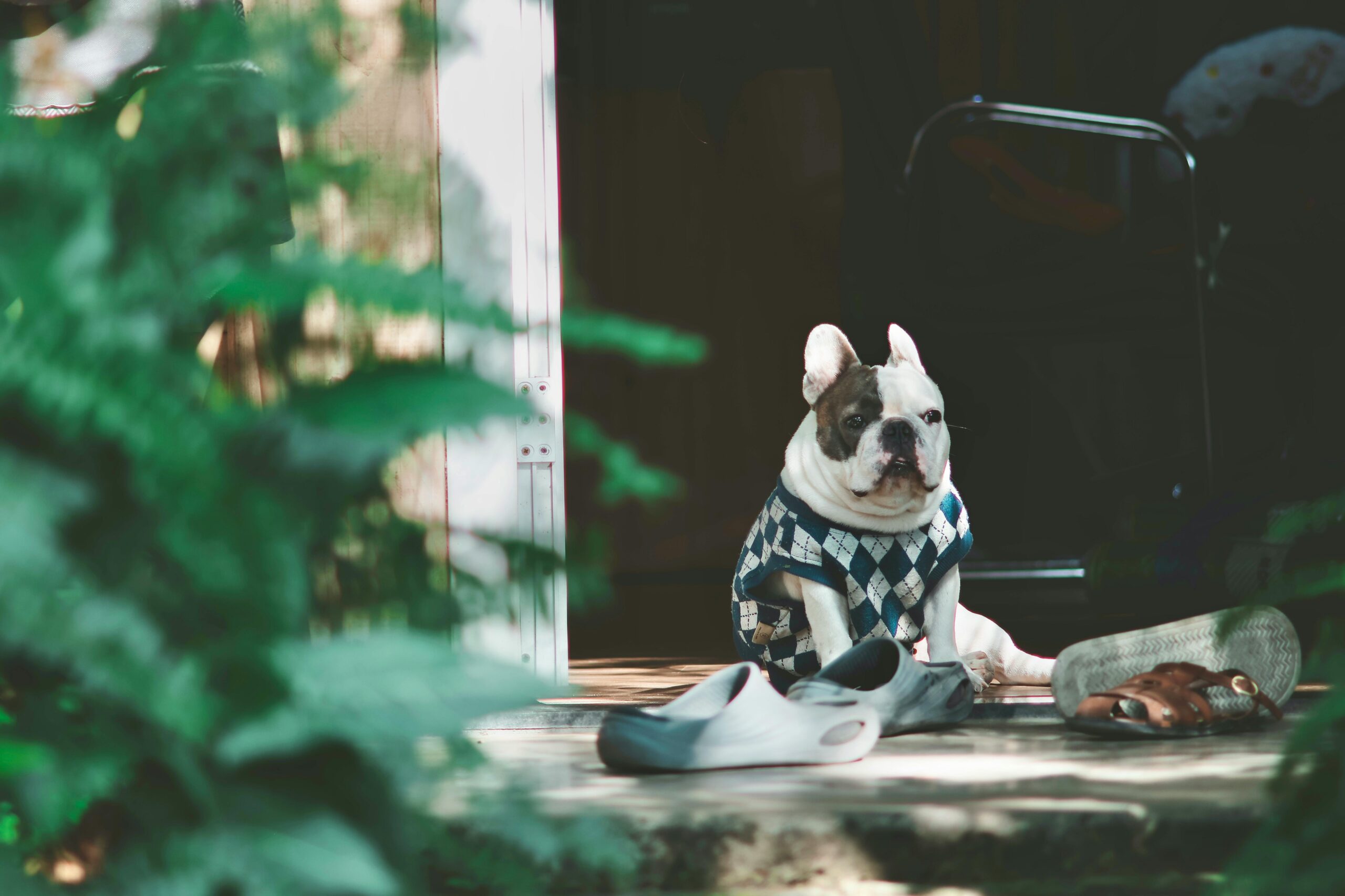 male french bulldog dog names