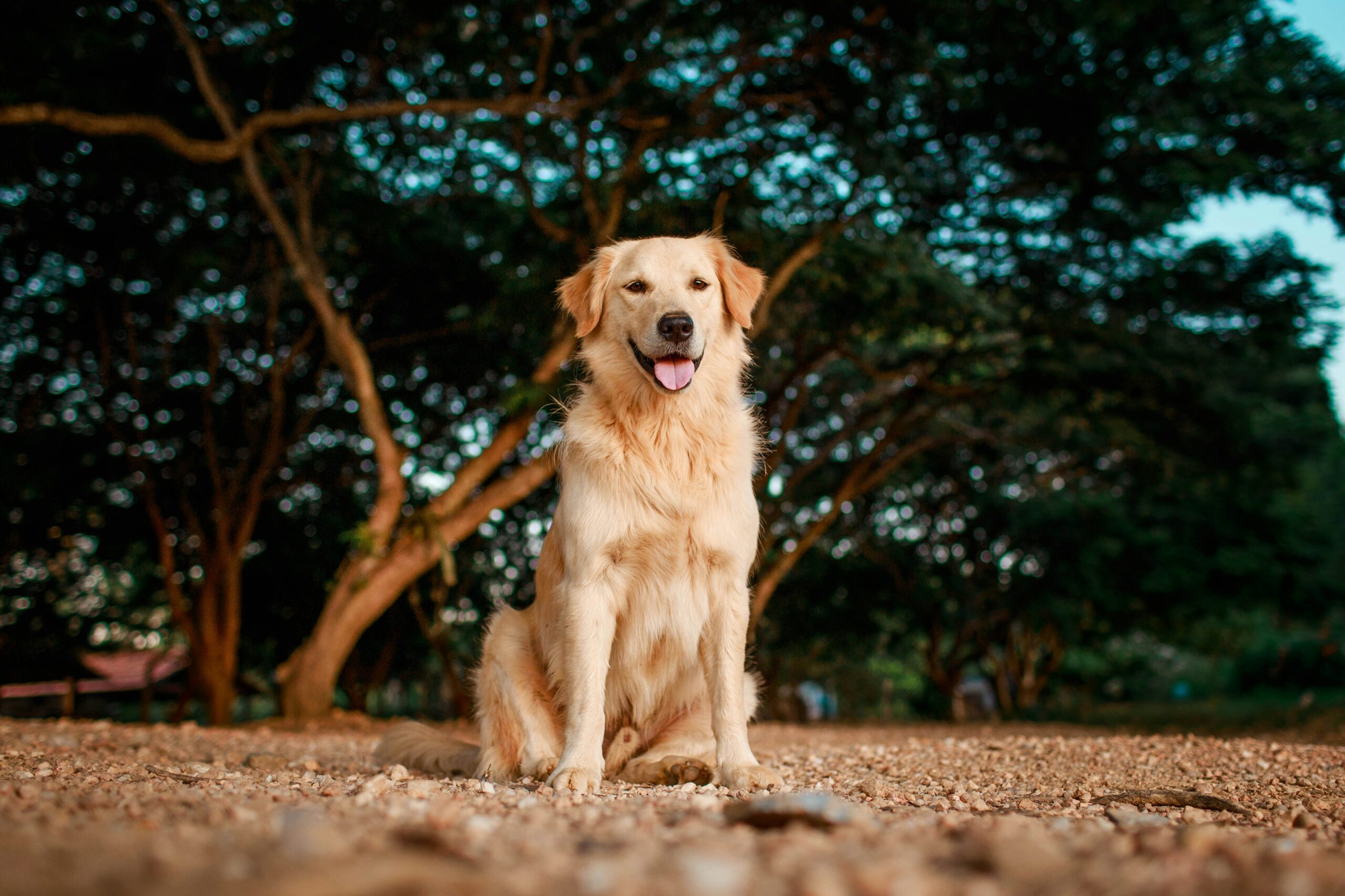 male golden retriever dog names
