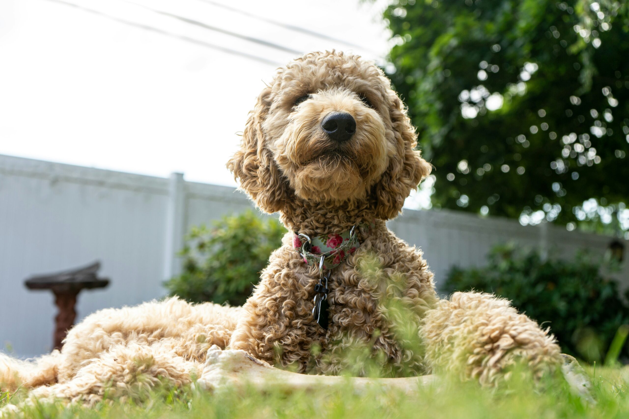 male goldendoodle dog names