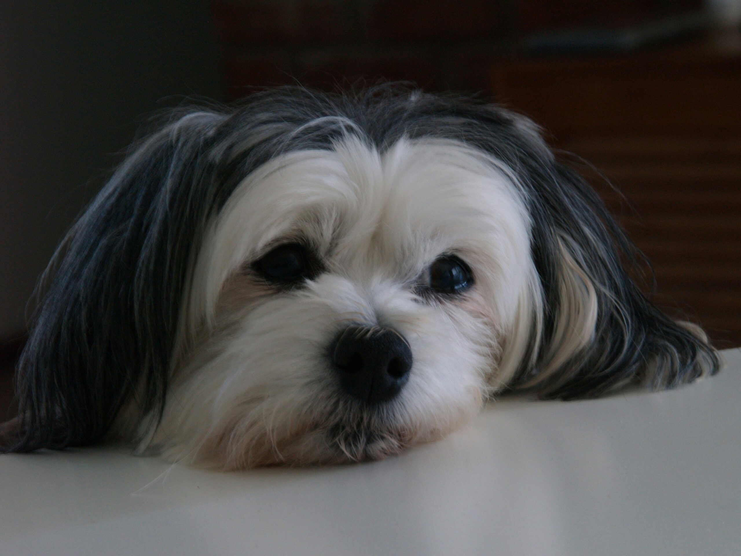 male havanese dog names