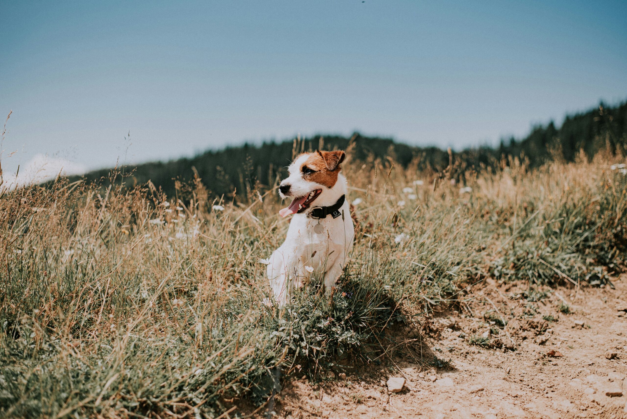 male jack russell terrier dog names