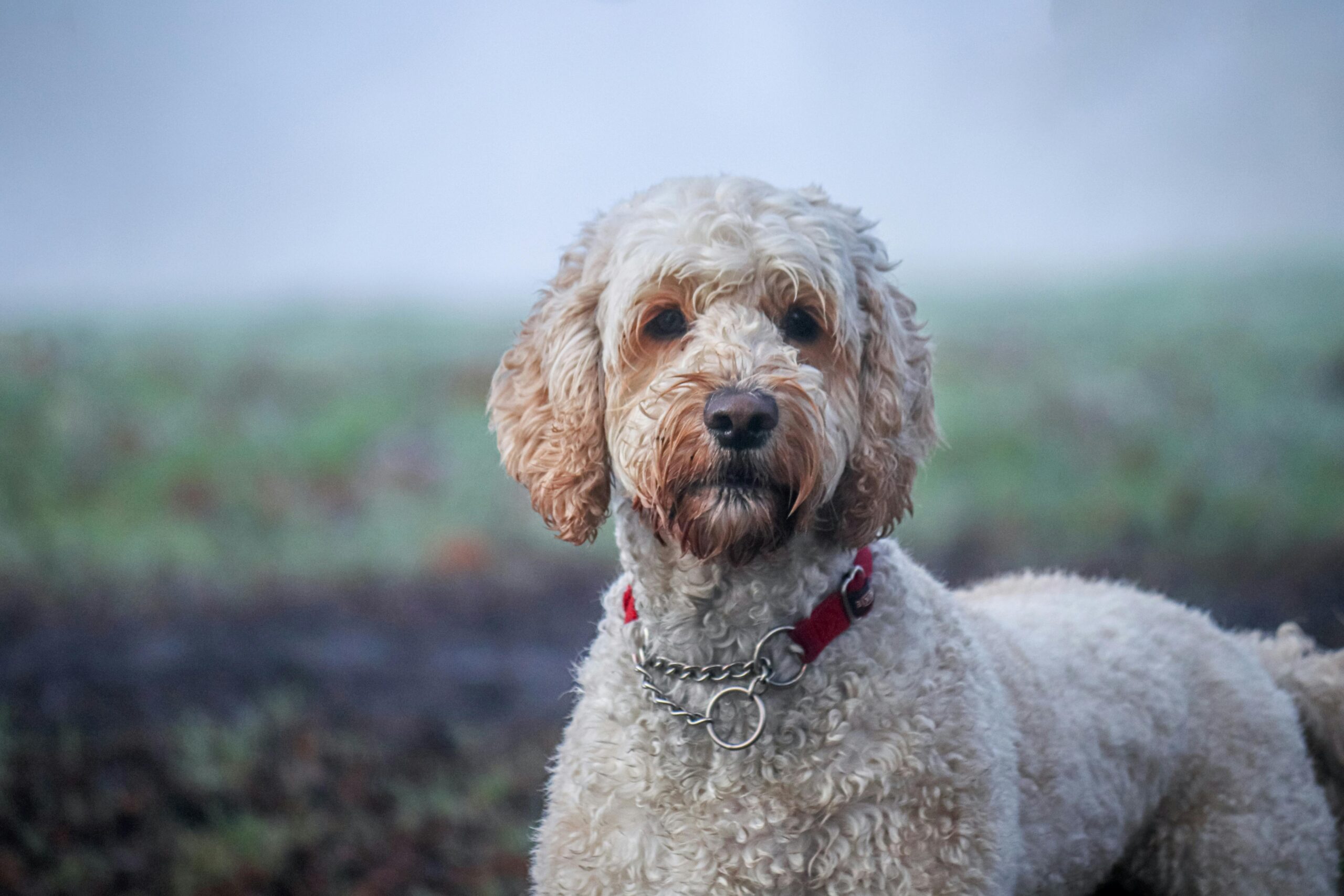 male labradoodle dog names