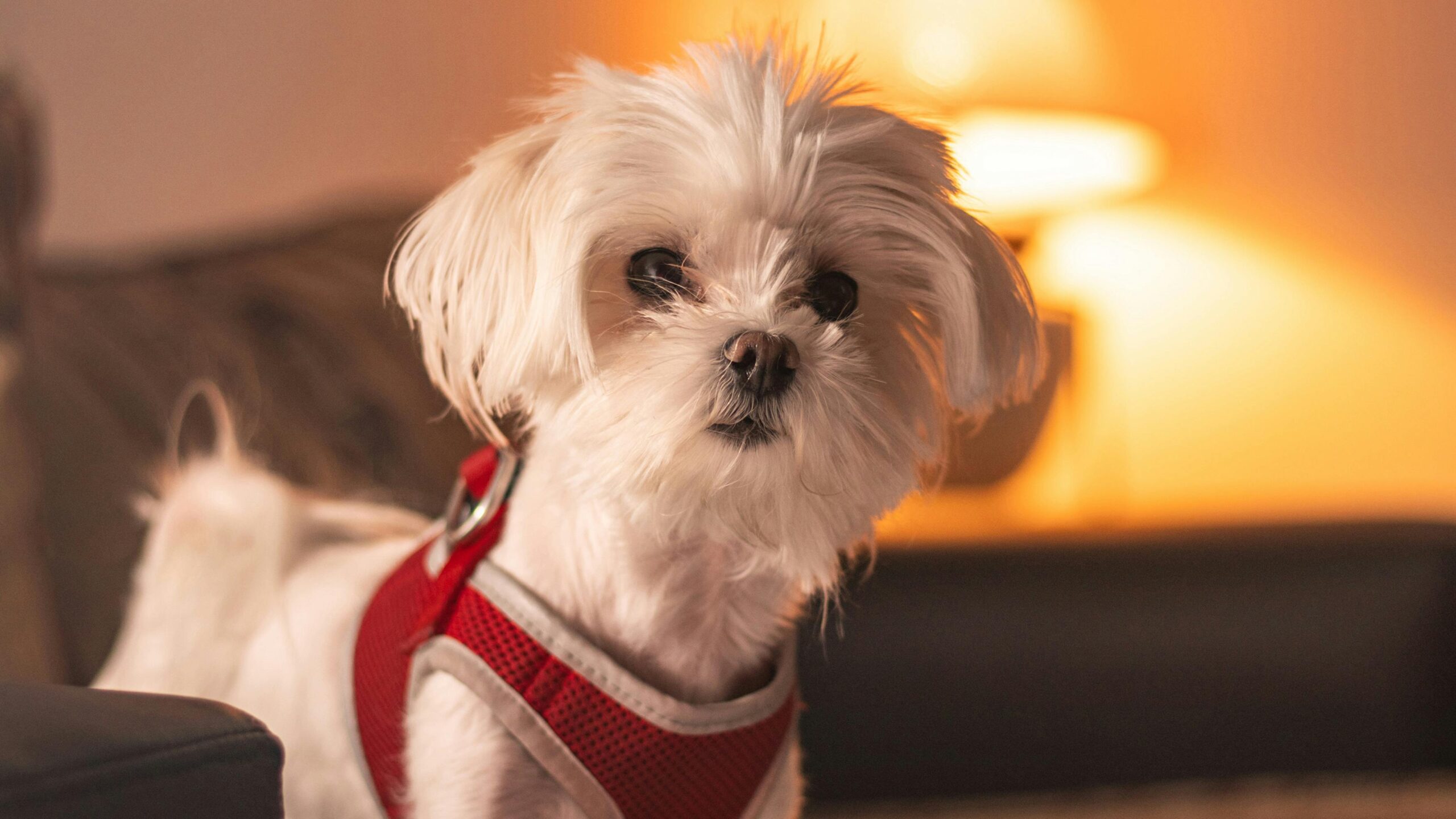 male maltese dog names