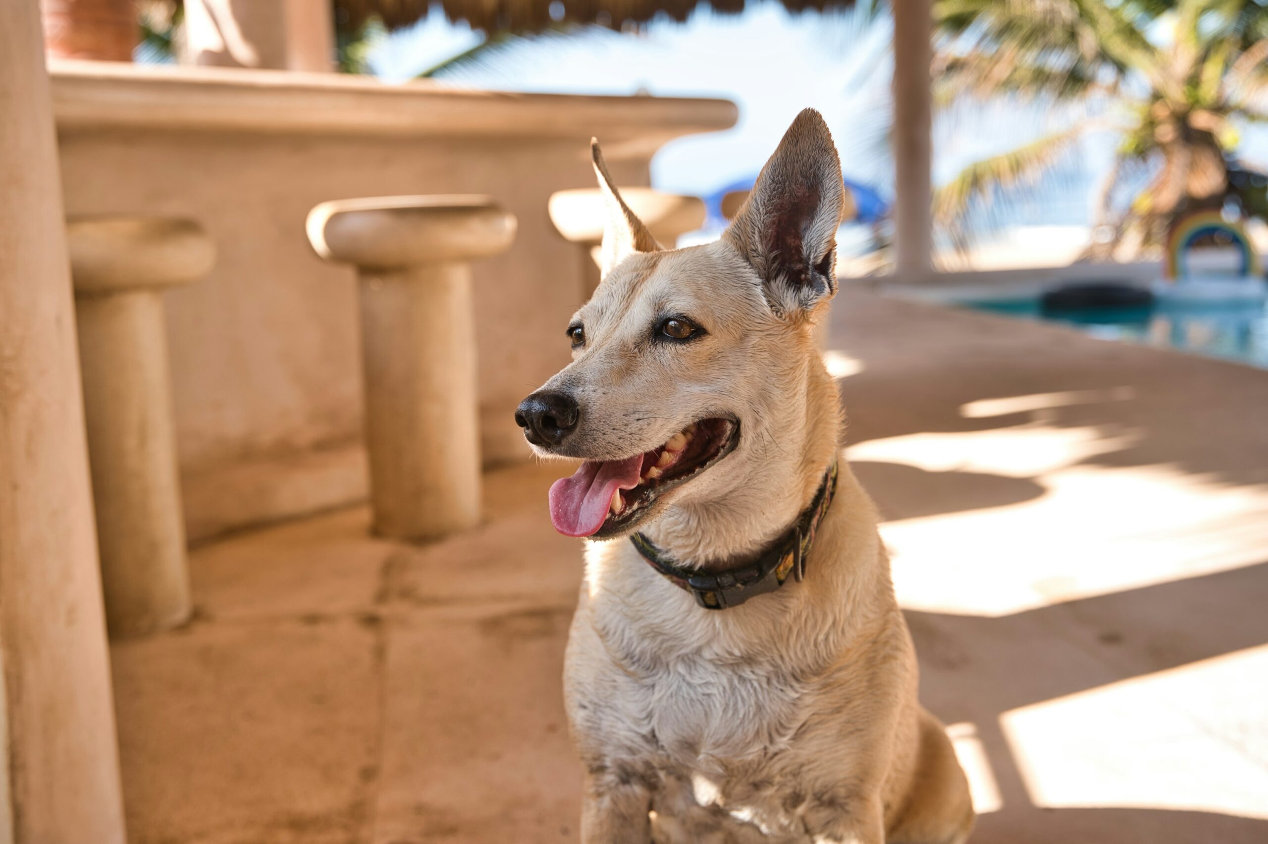 male mexican dog names