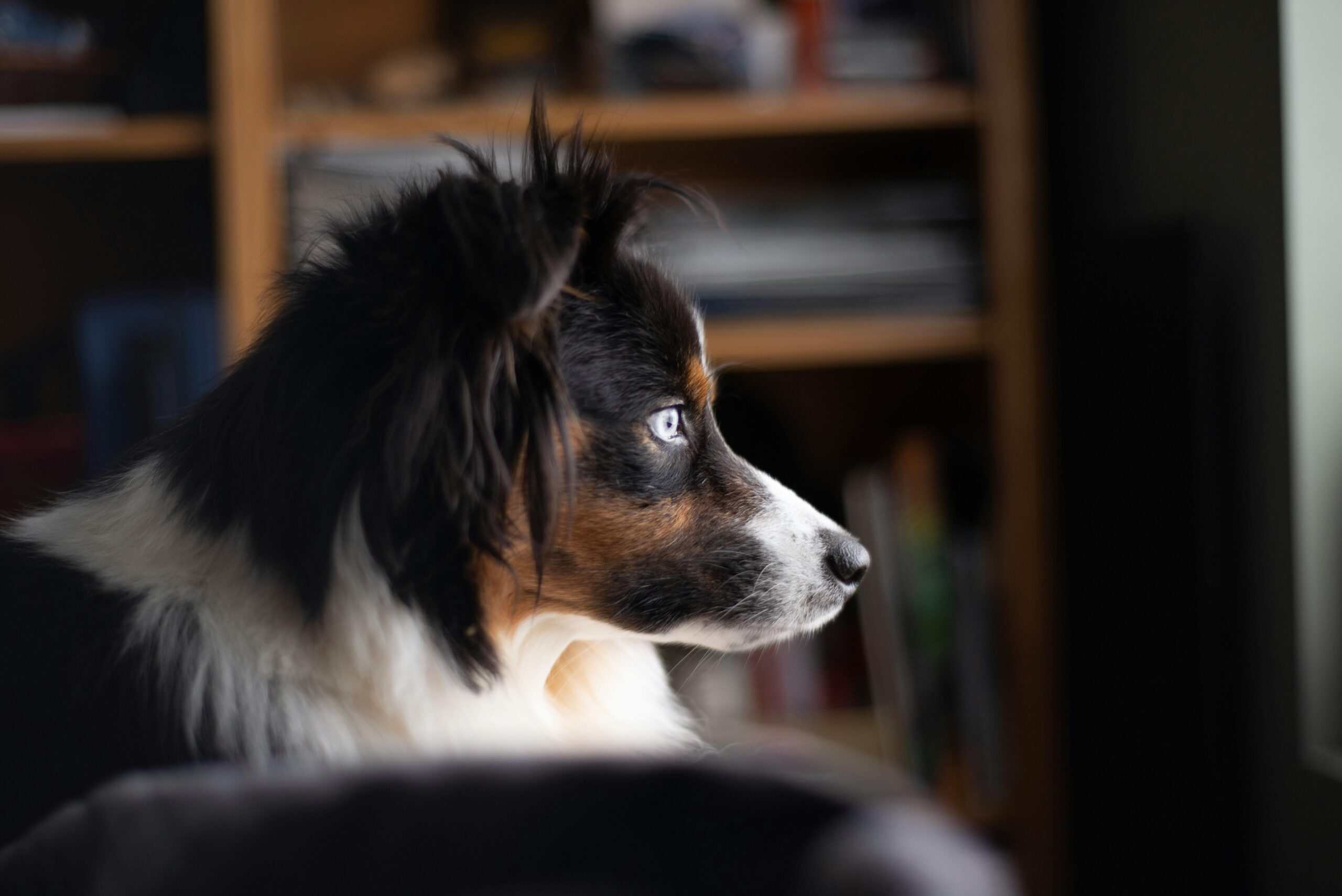 male miniature australian shepherd dog names