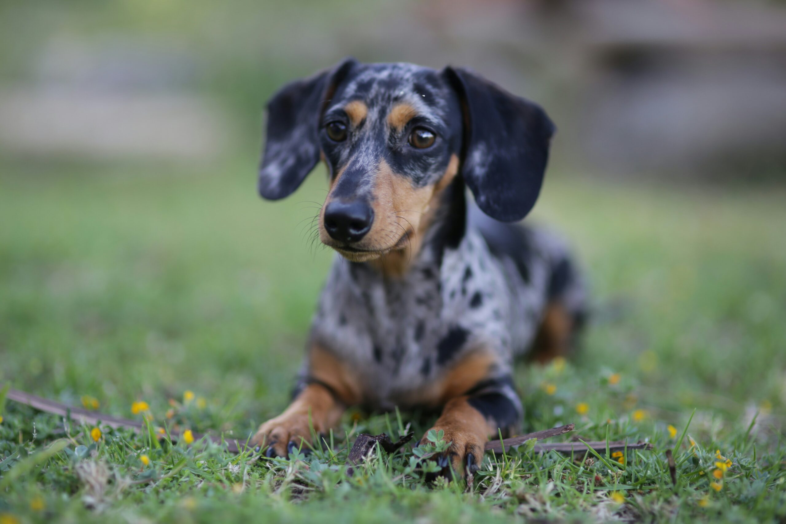 male miniature dachshund dog names