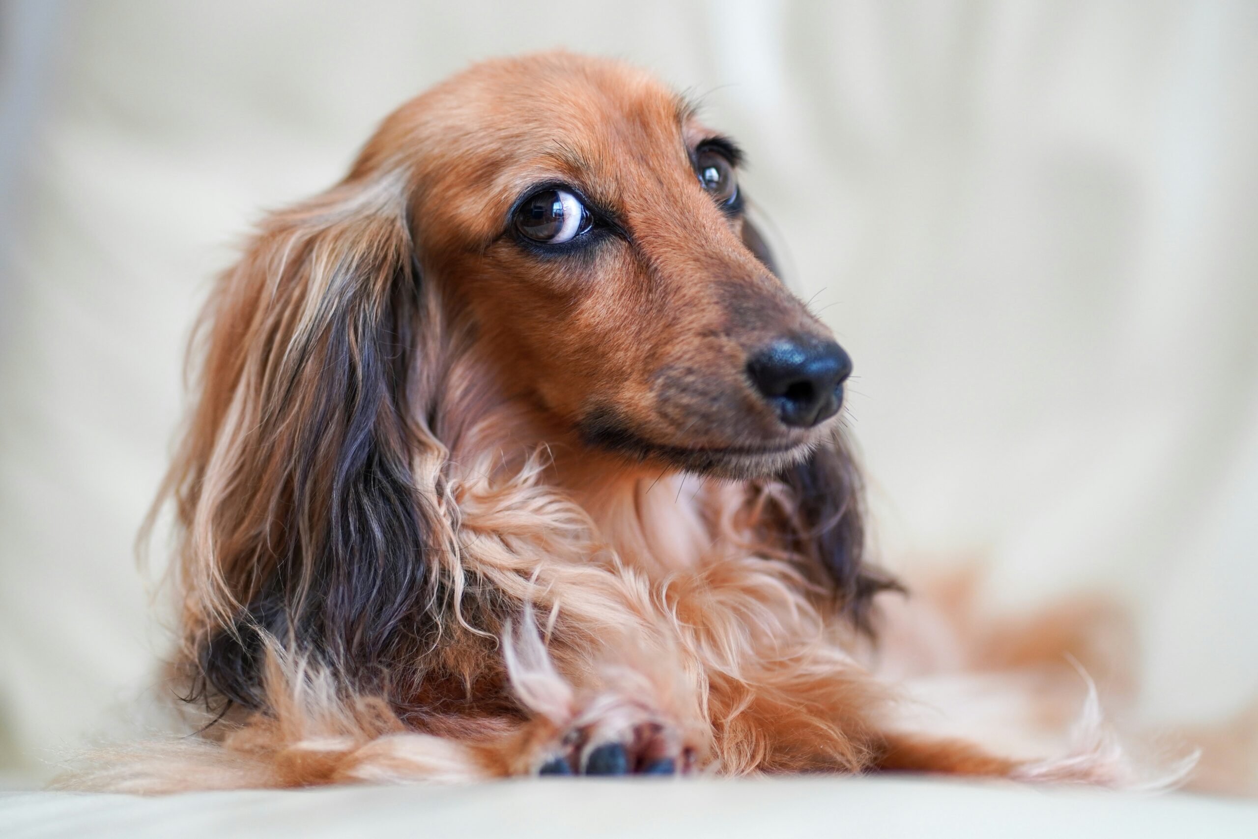 male miniature long-haired dachshund dog names