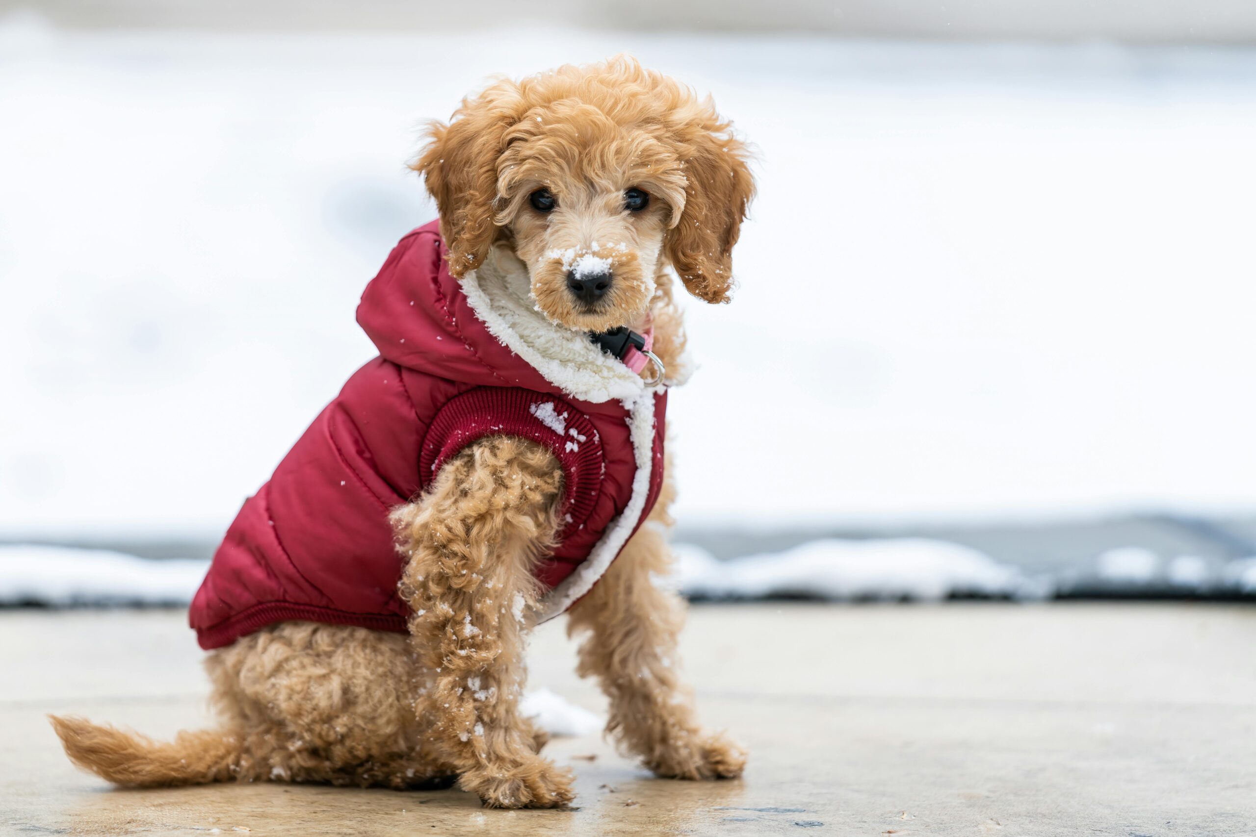 male miniature poodle dog names