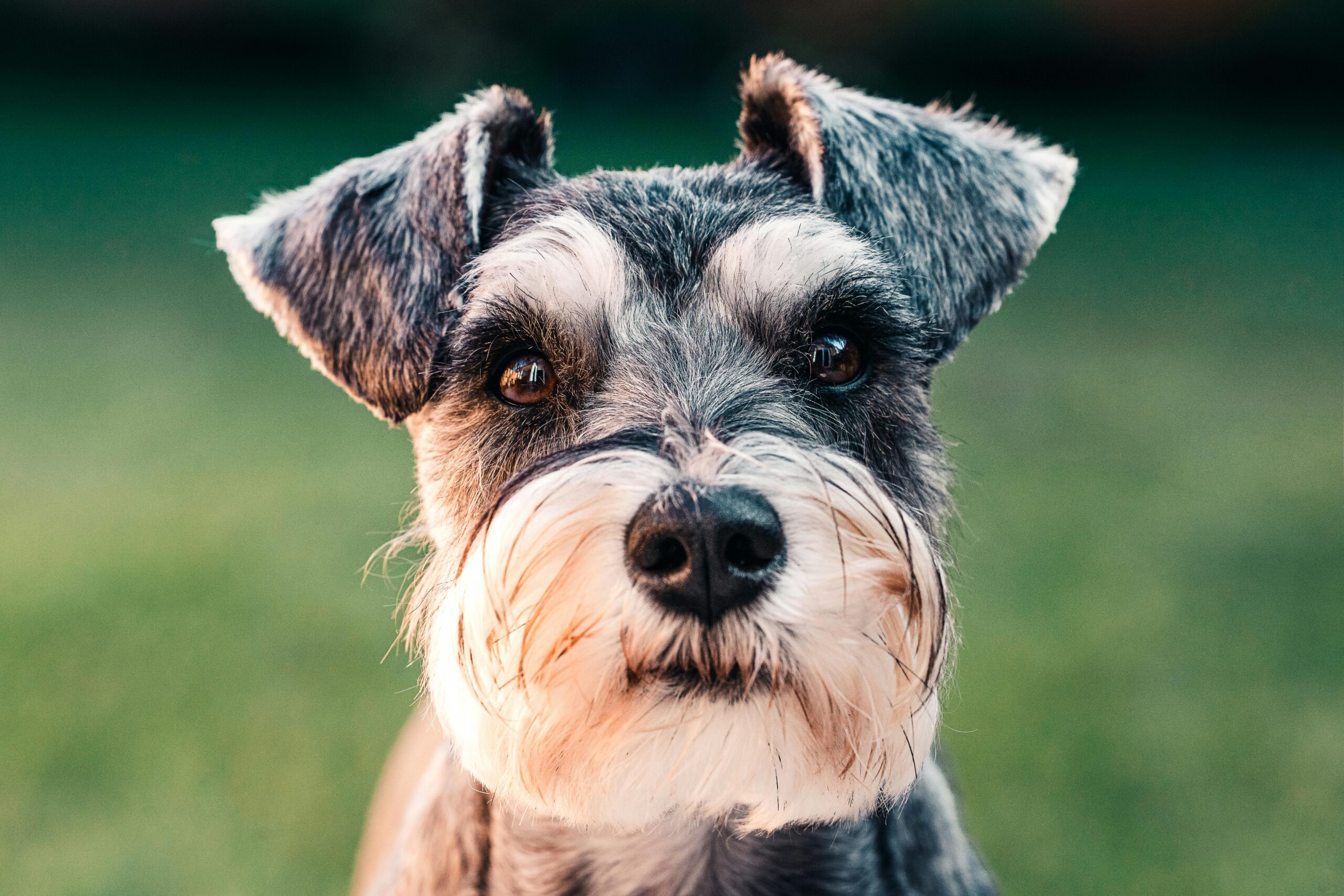 male miniature schnauzer dog names