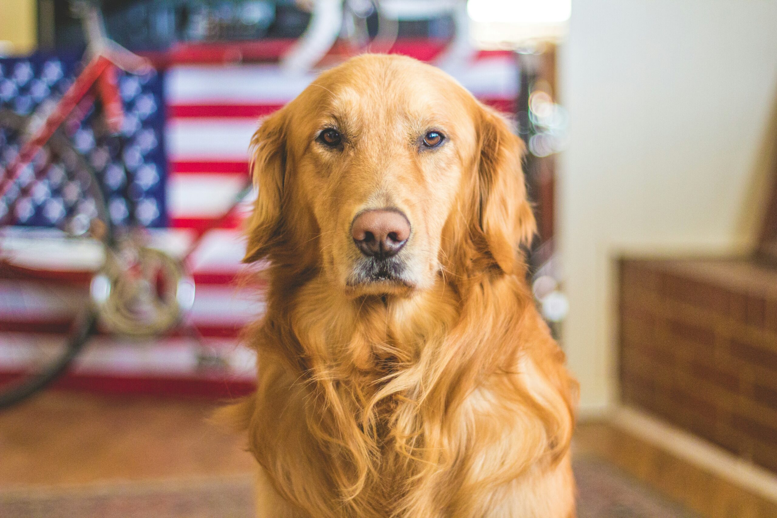 male patriotic dog names