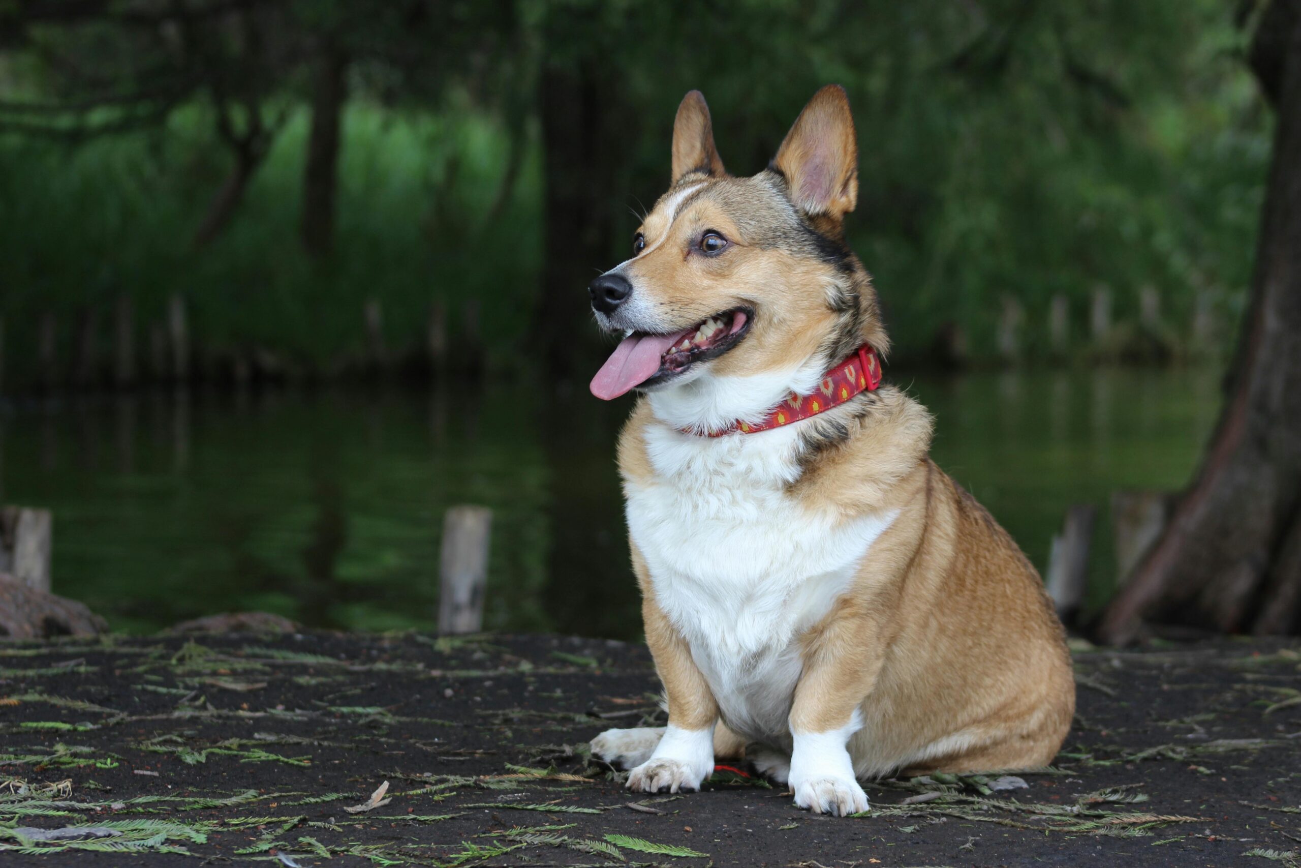 male pembroke welsh corgi dog names
