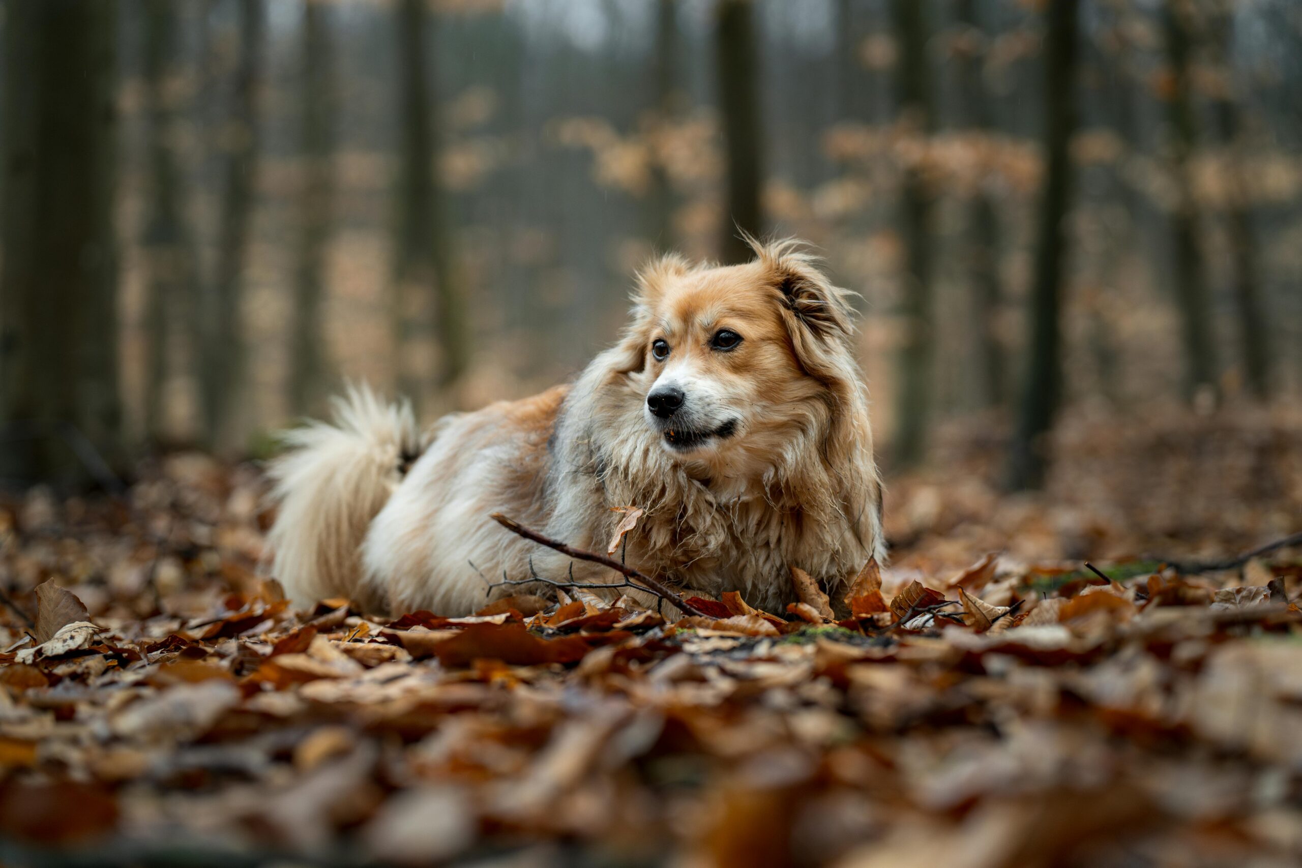 male polish dog names