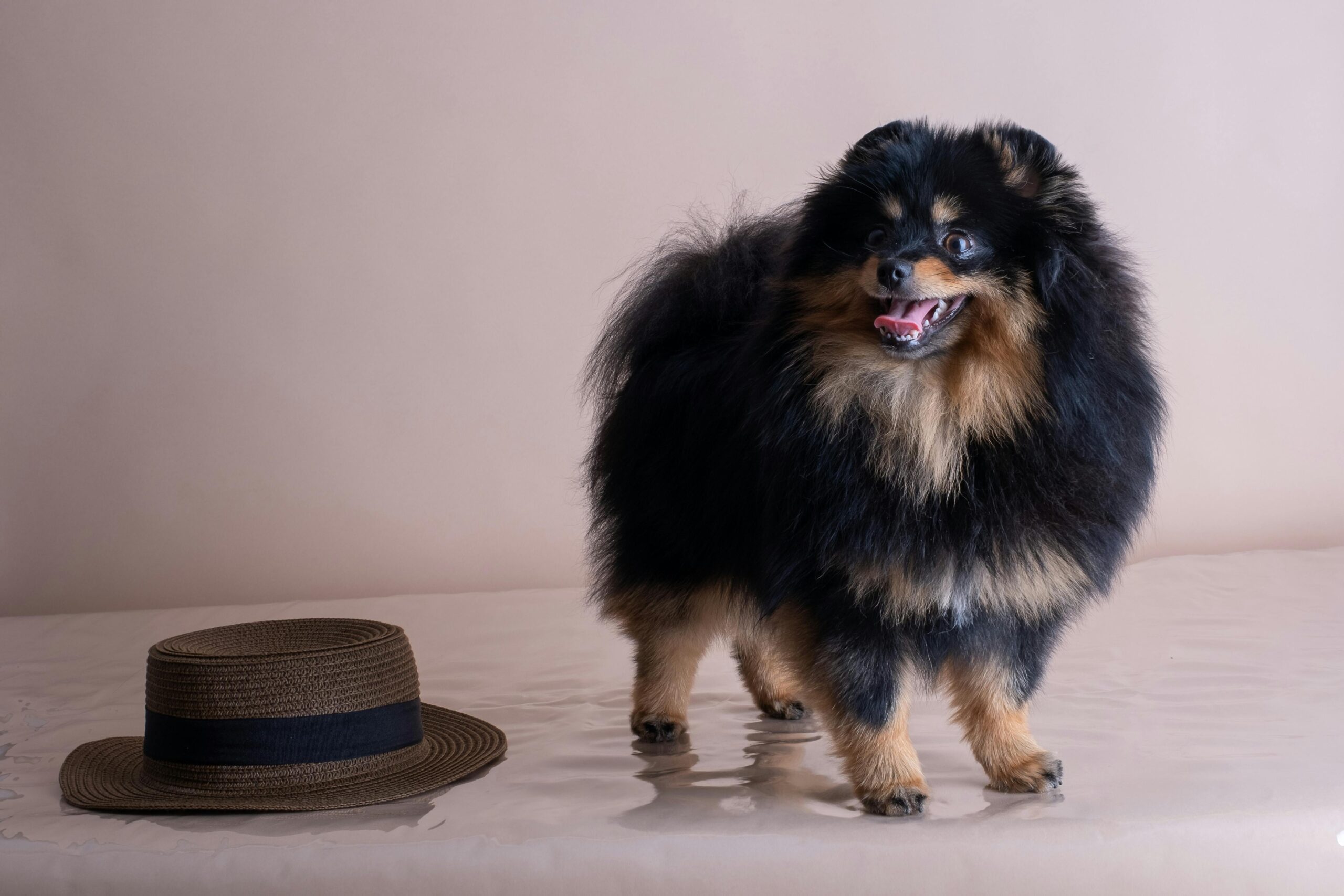 male pomeranian dog names