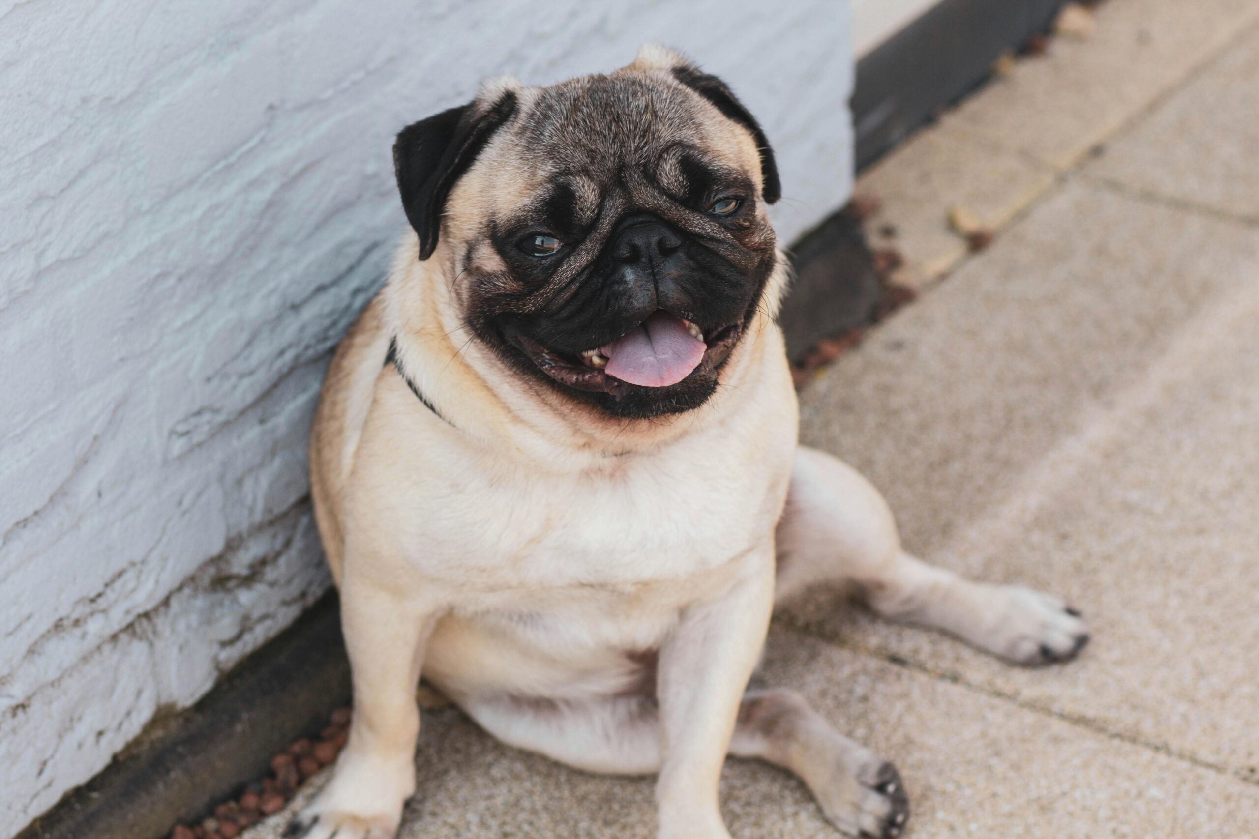 male pug dog names