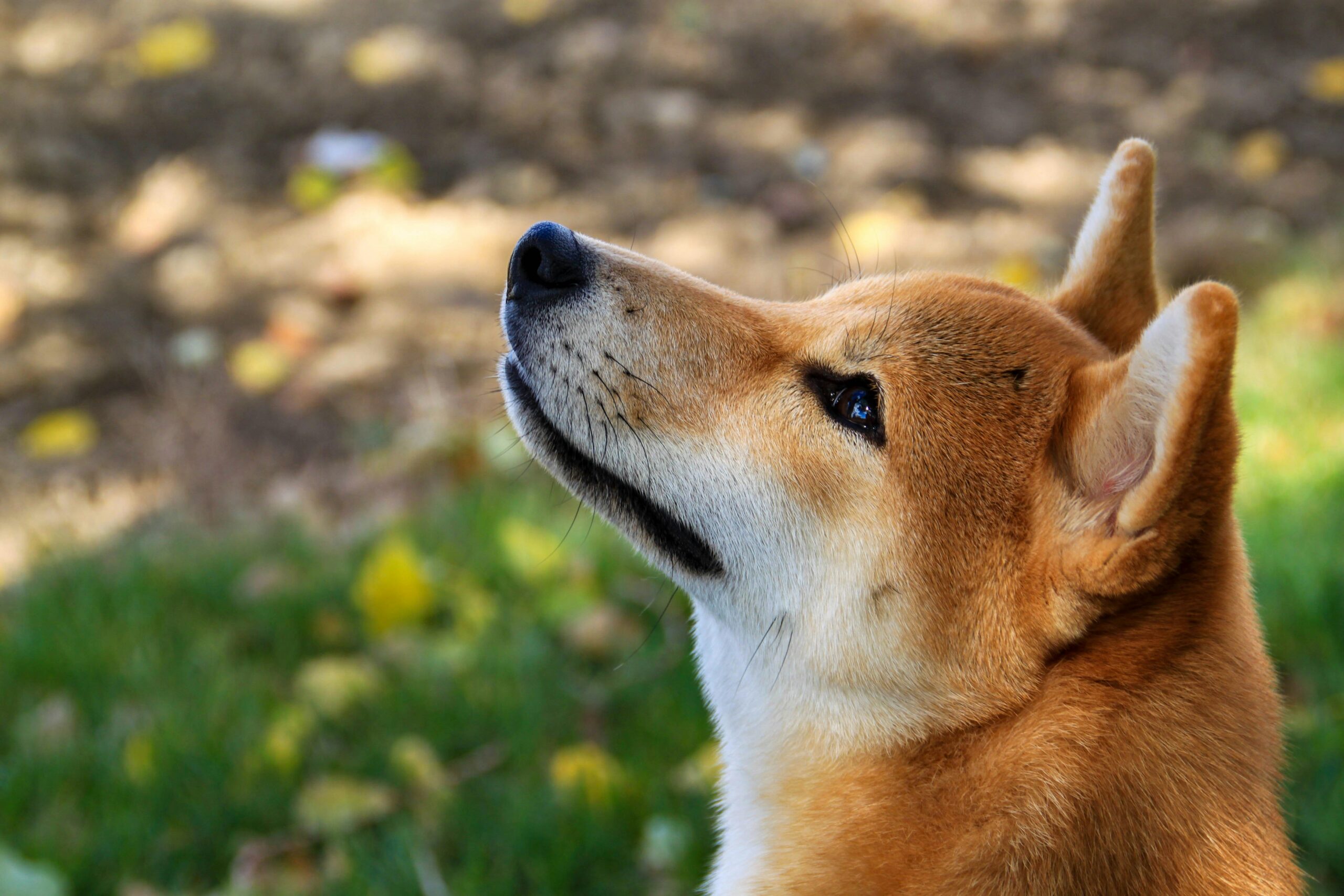 male shiba inu dog names