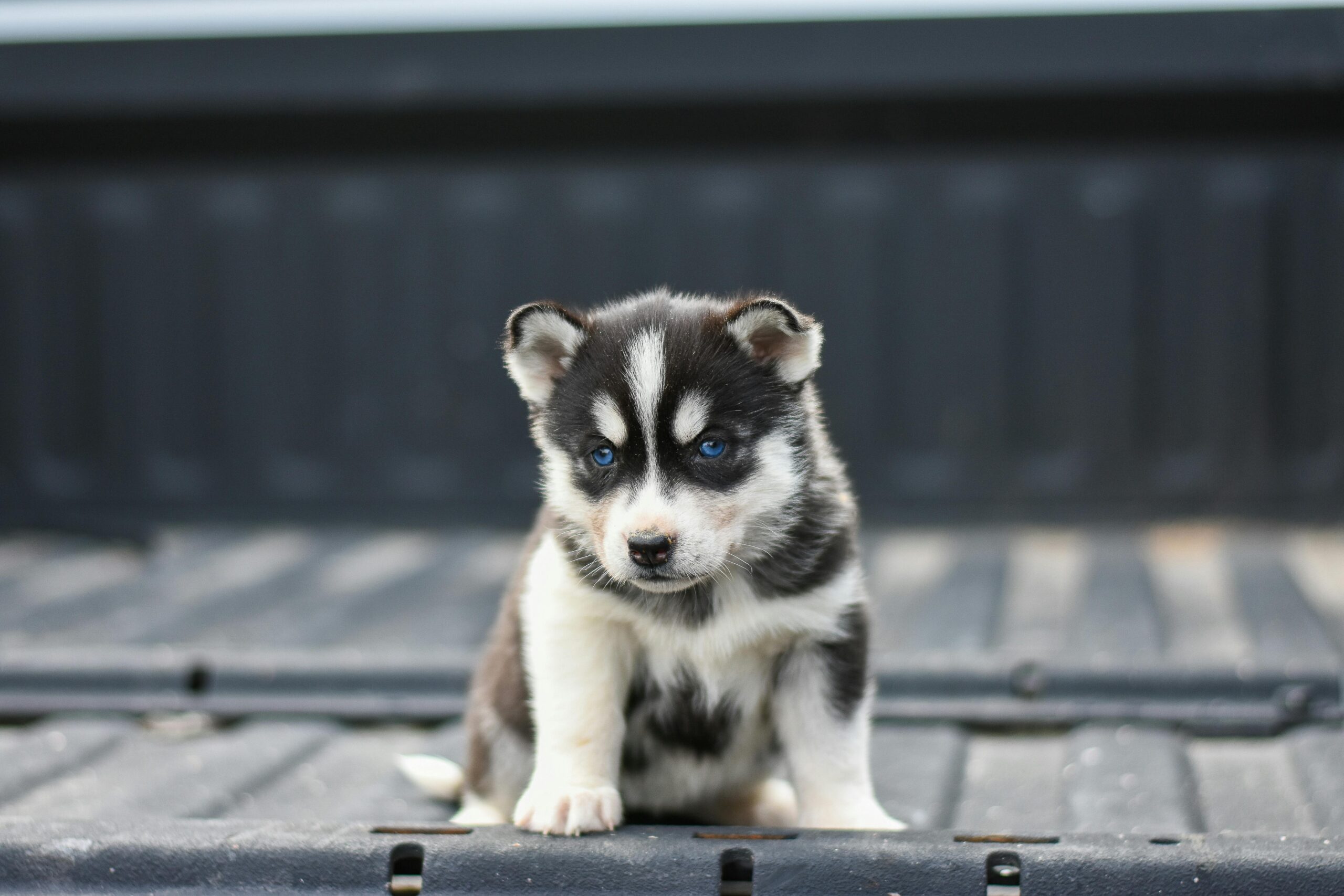 male siberian husky dog names