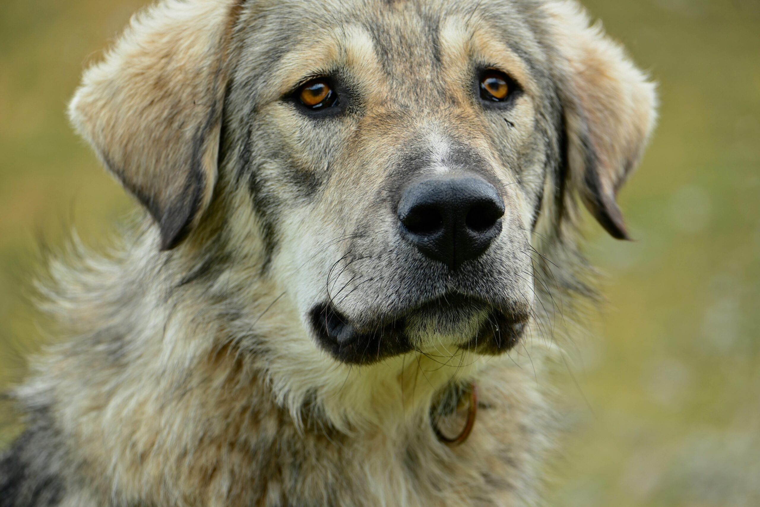 male slovakian dog names