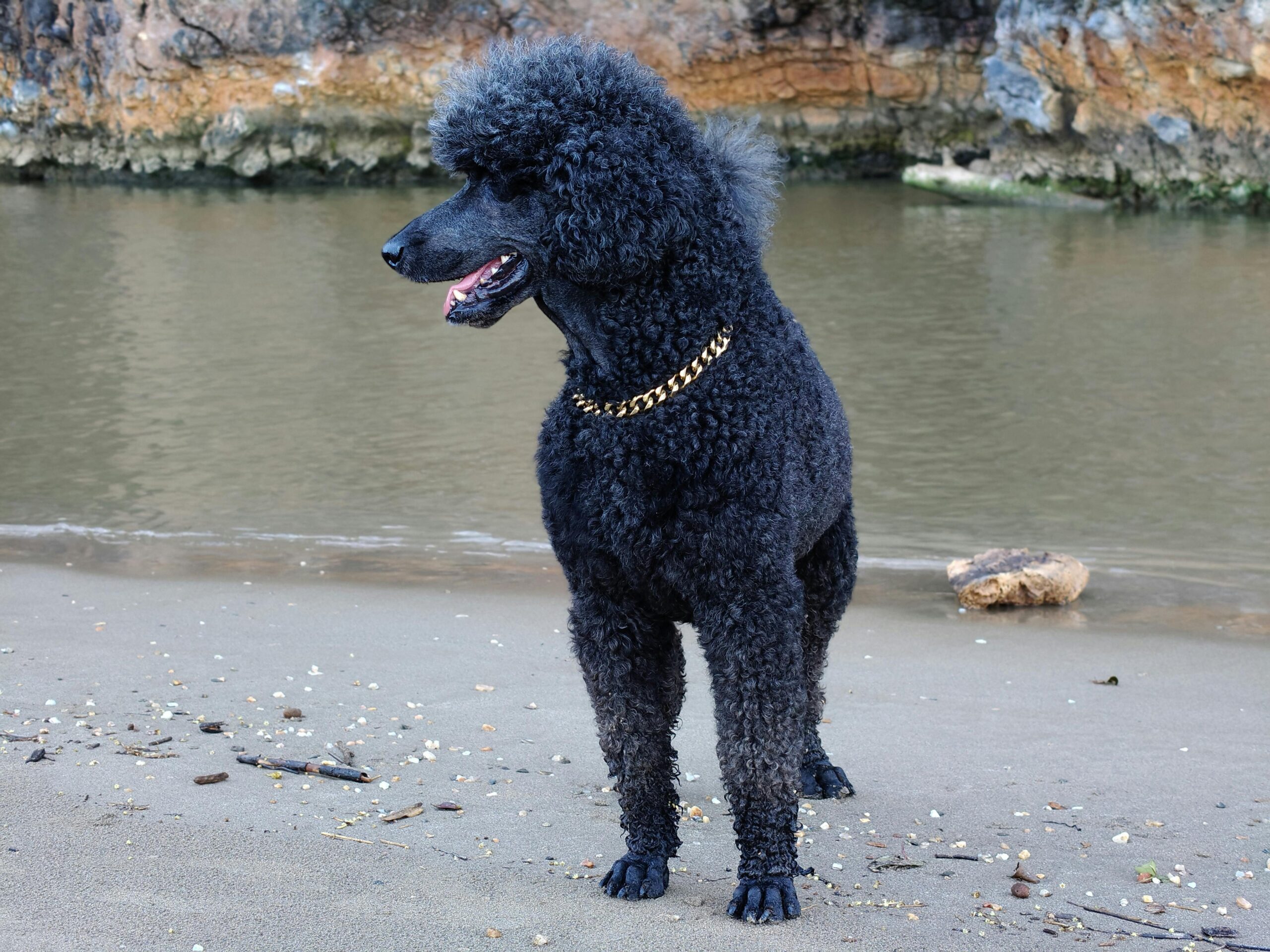male standard poodle dog names