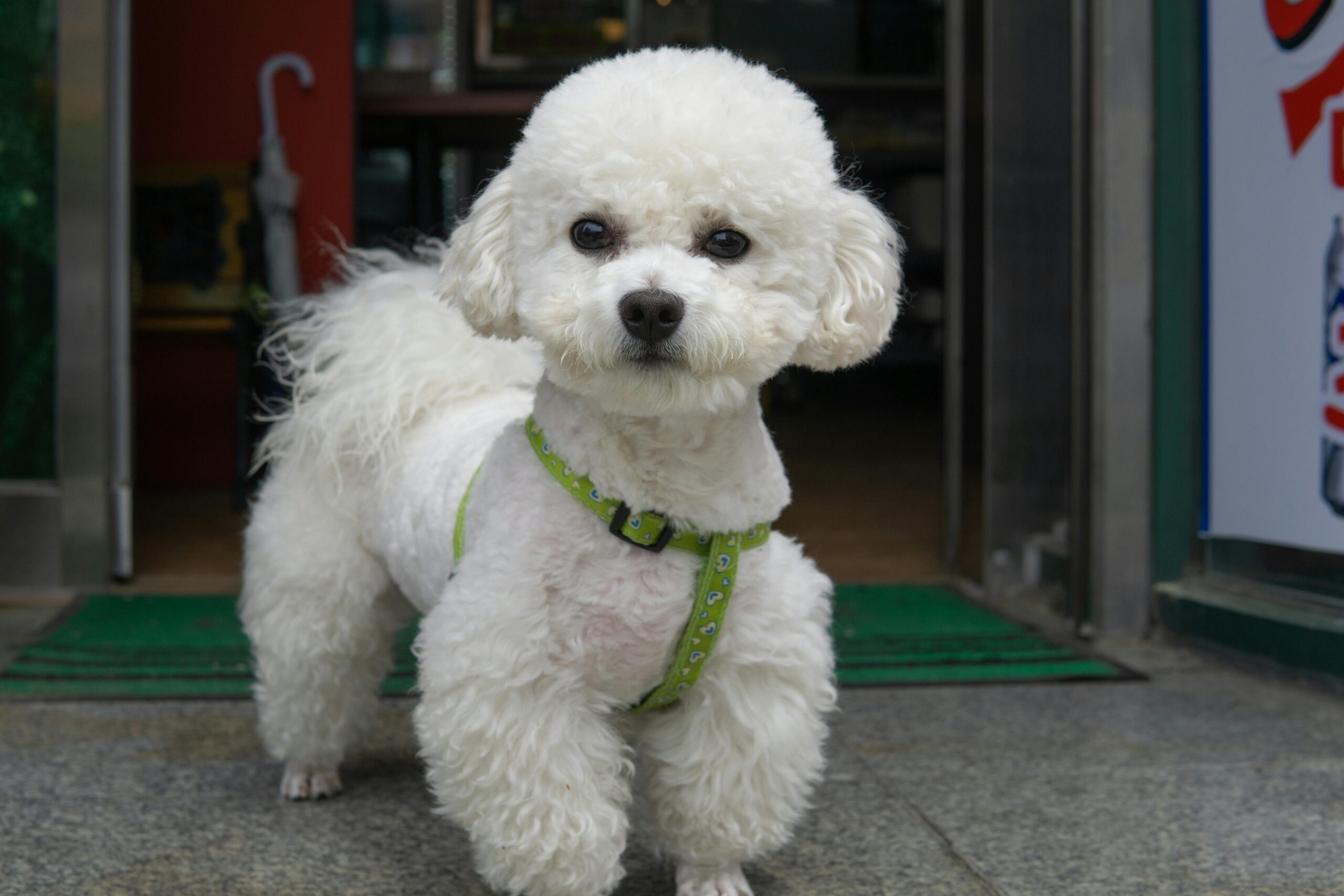male toy poodle dog names