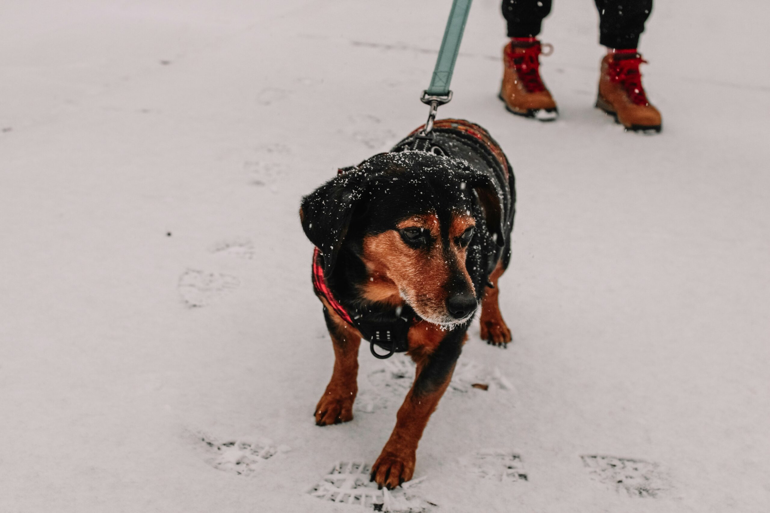 male winter dog names