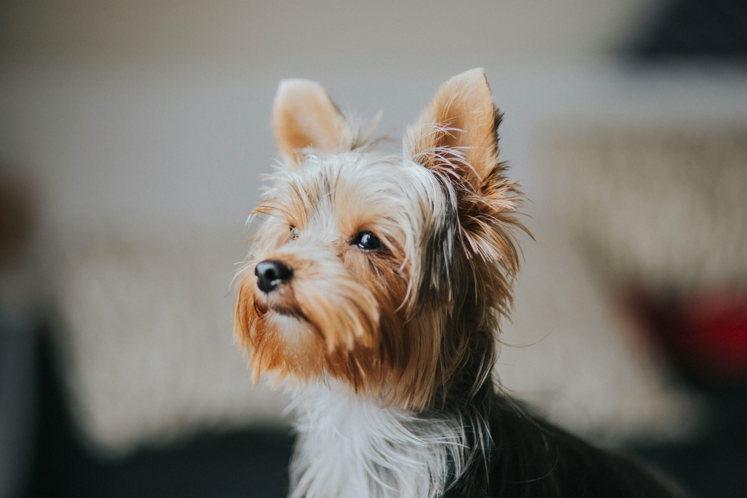 male yorkshire terrier dog names