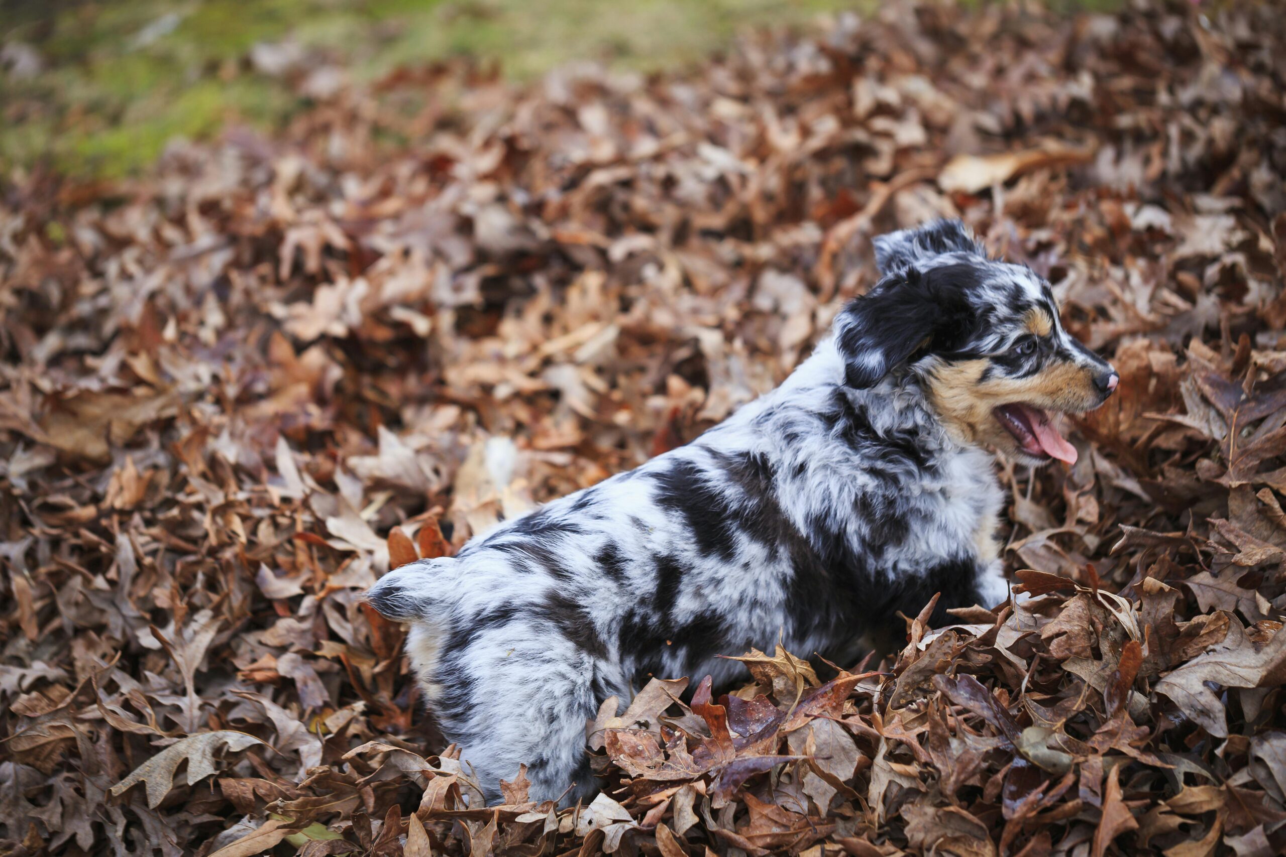 miniature australian shepherd dog names