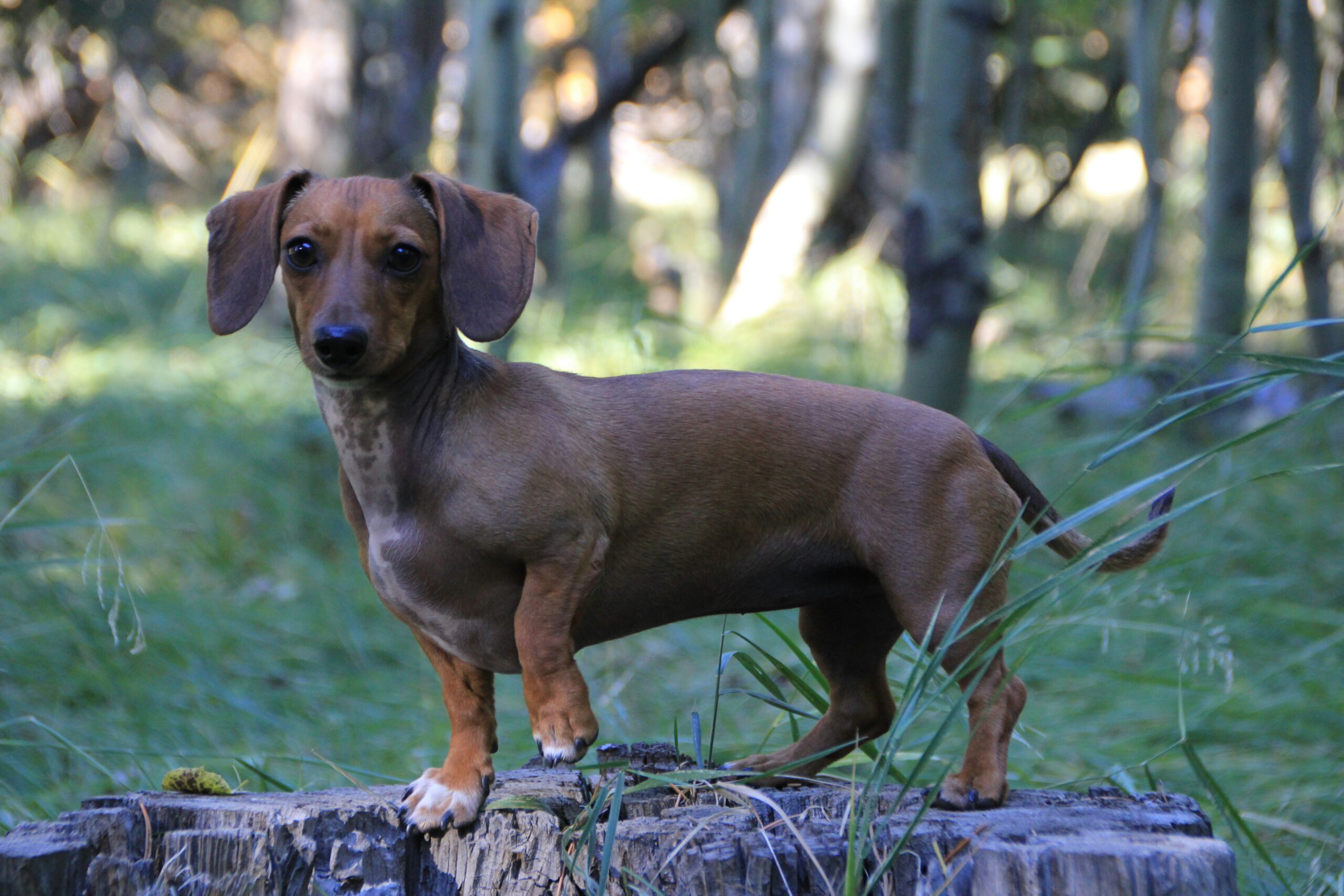 miniature dachshund dog names