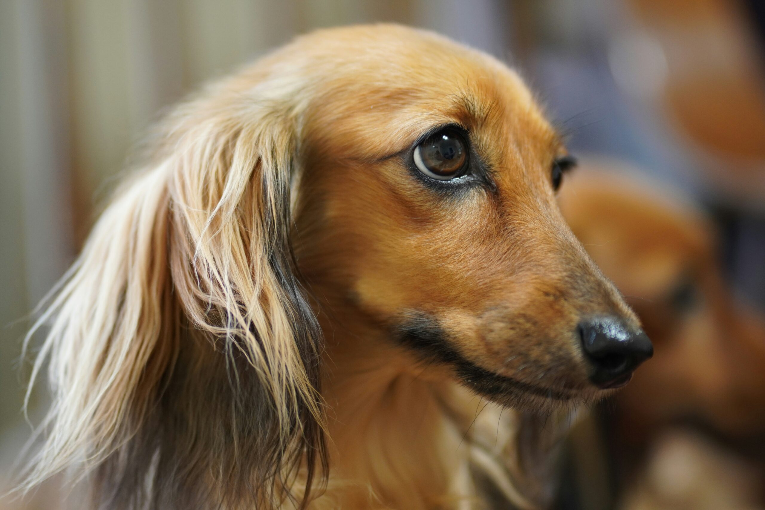 miniature long-haired dachshund dog names
