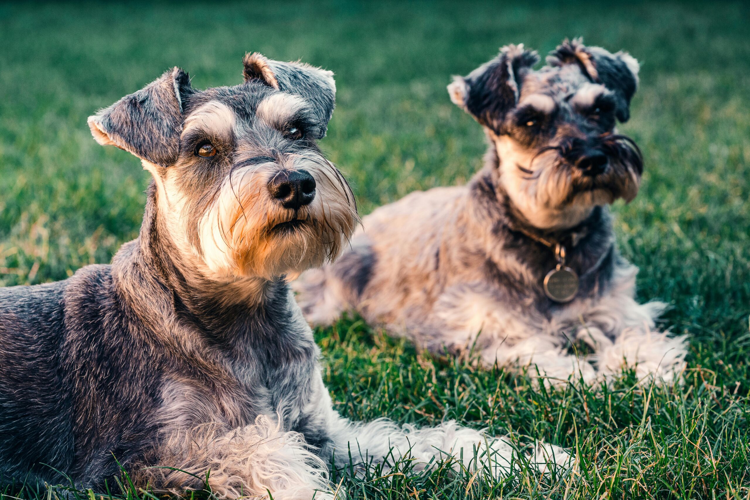 miniature schnauzer dog names
