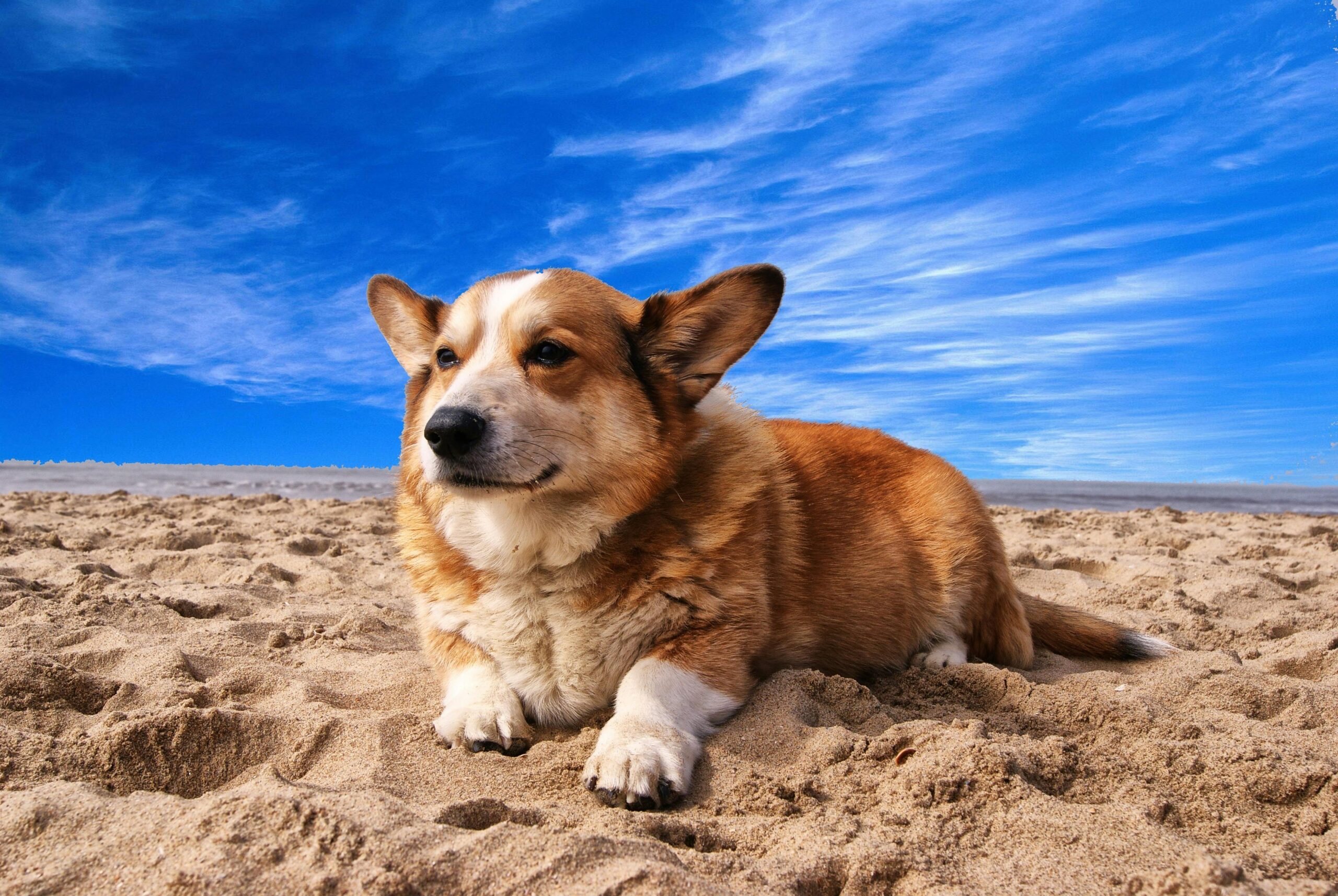 pembroke welsh corgi dog names