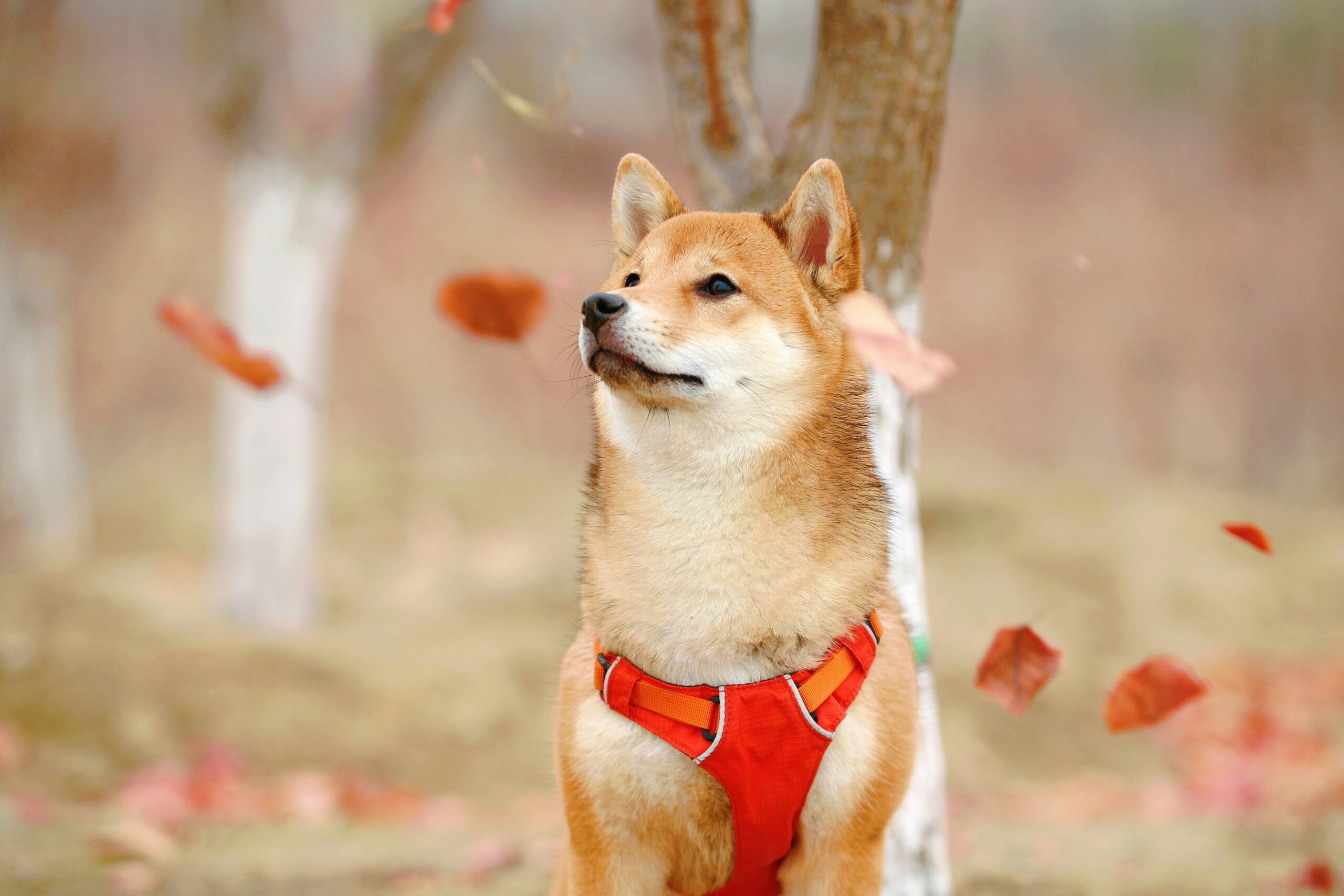 shiba inu dog names
