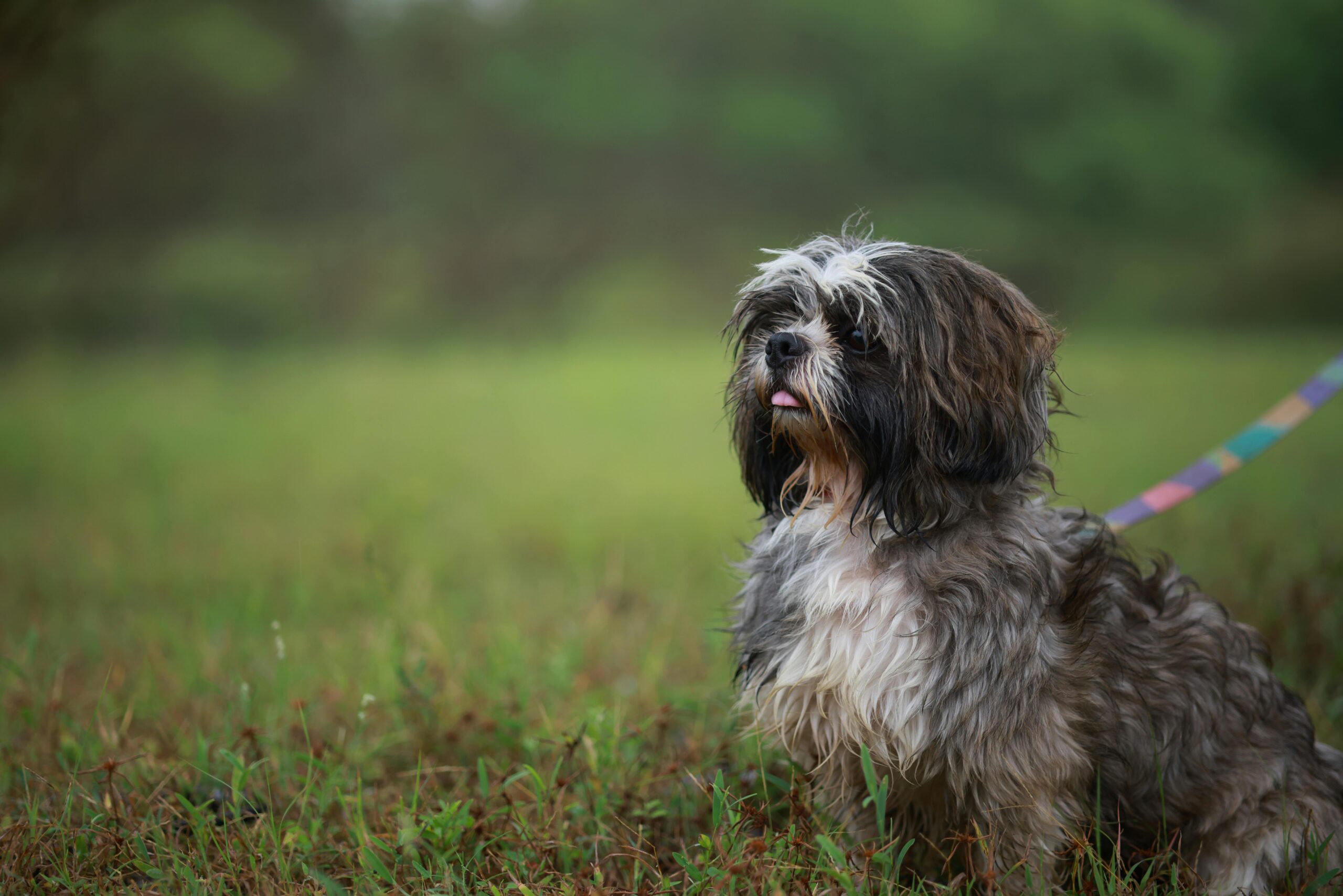 shih tzu dog names