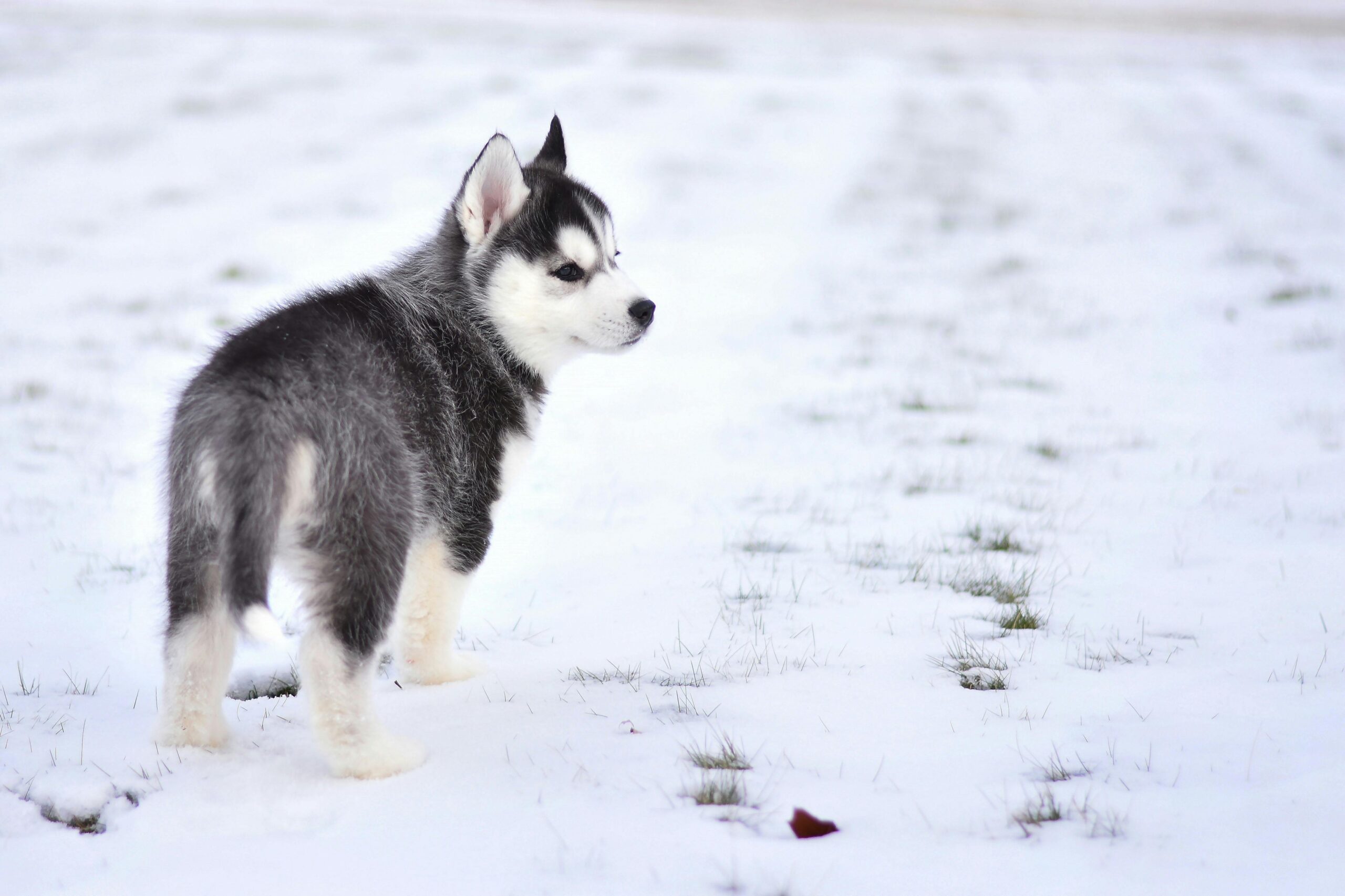 siberian husky dog names