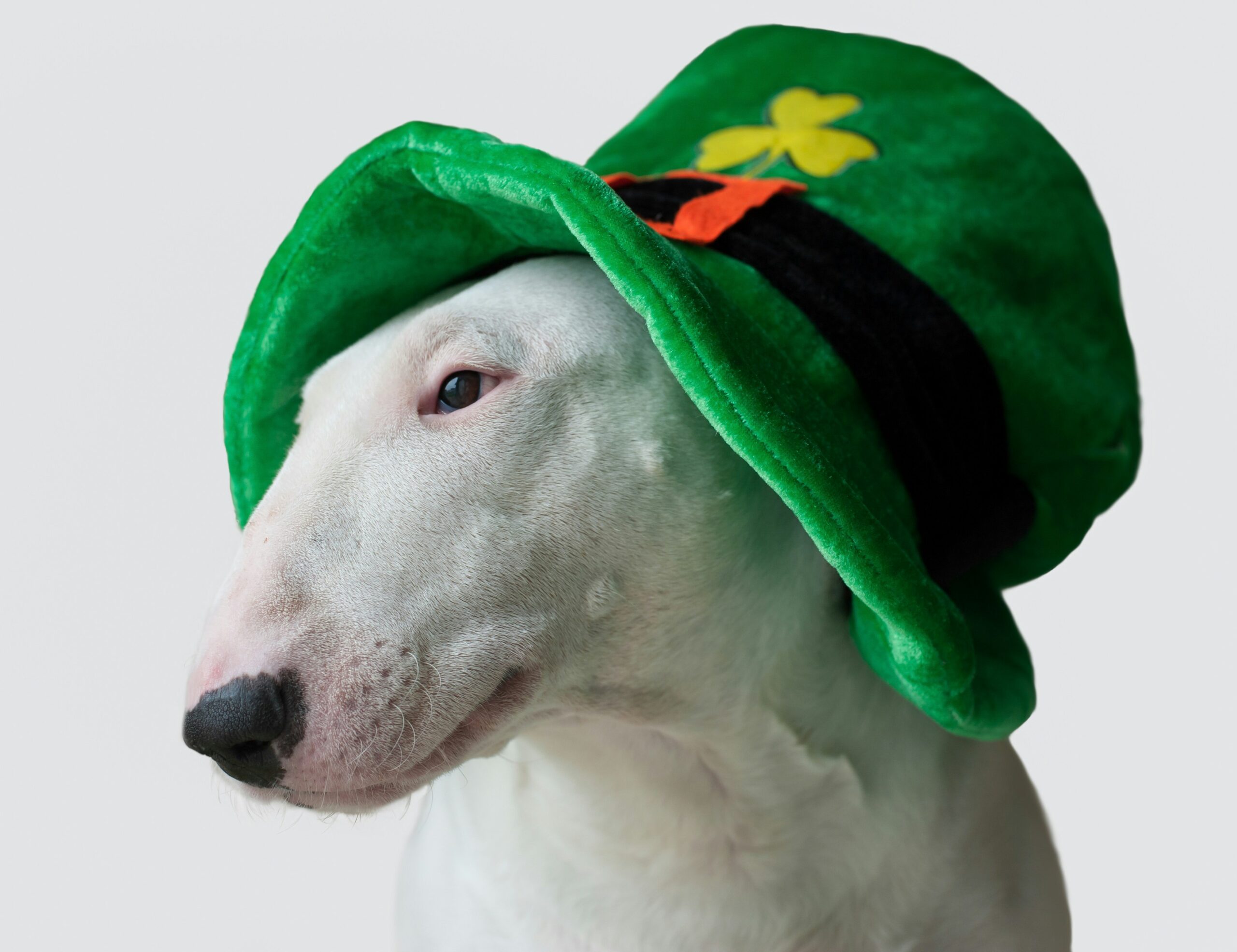 st patrick's day names for pets
