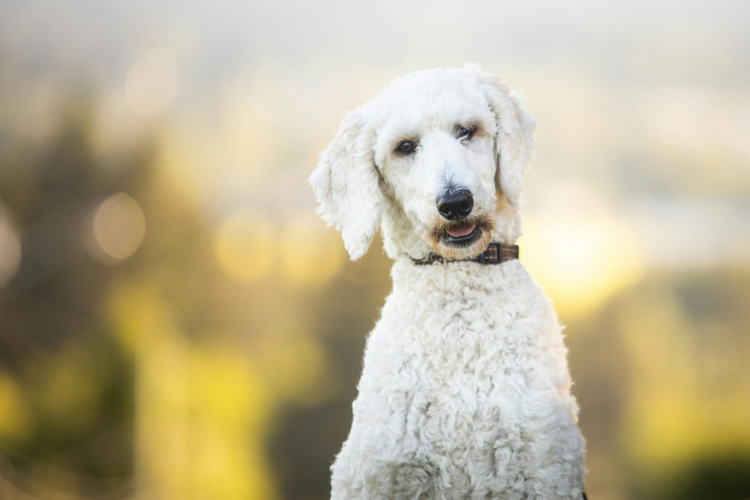 standard poodle dog names