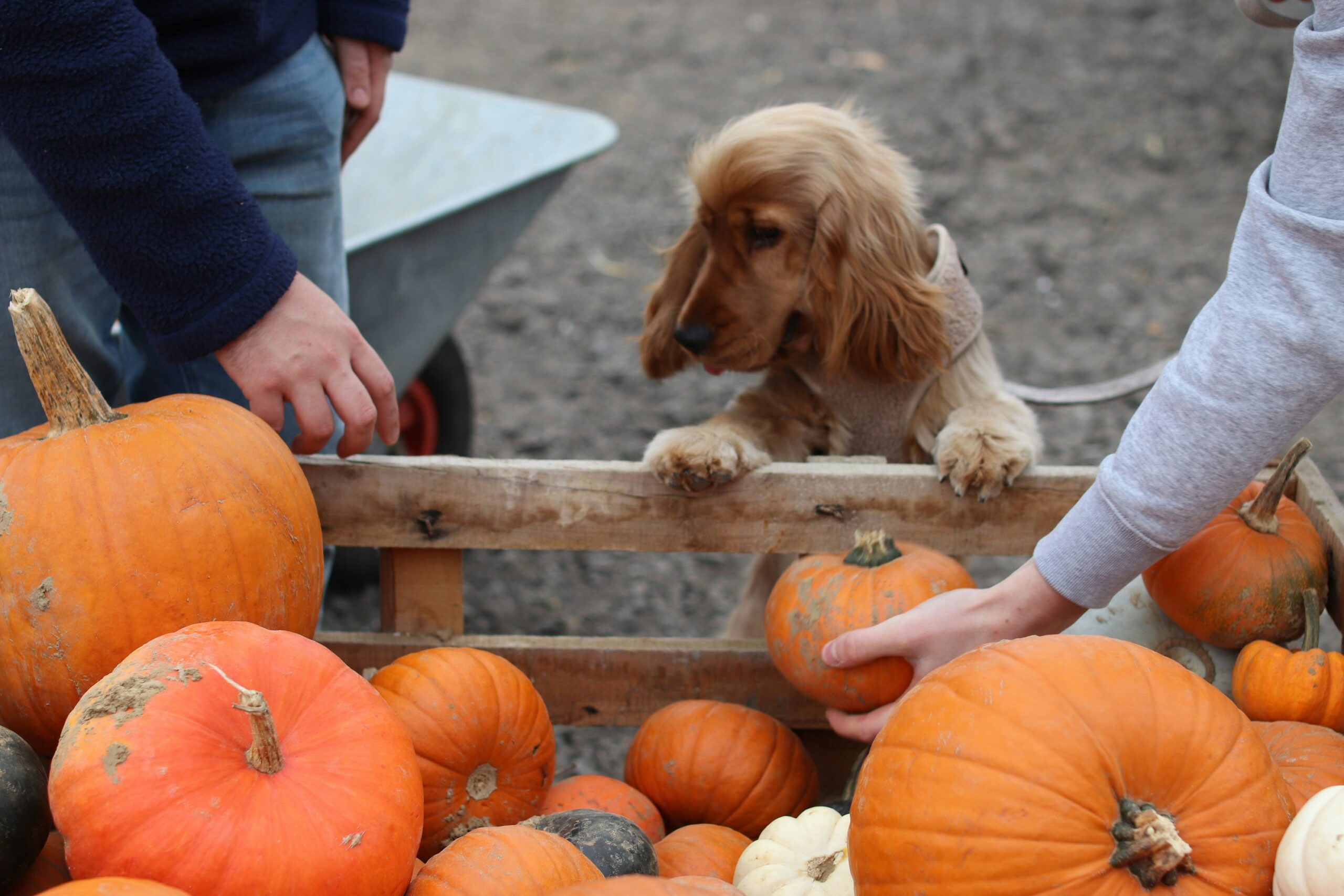 thanksgiving pet names