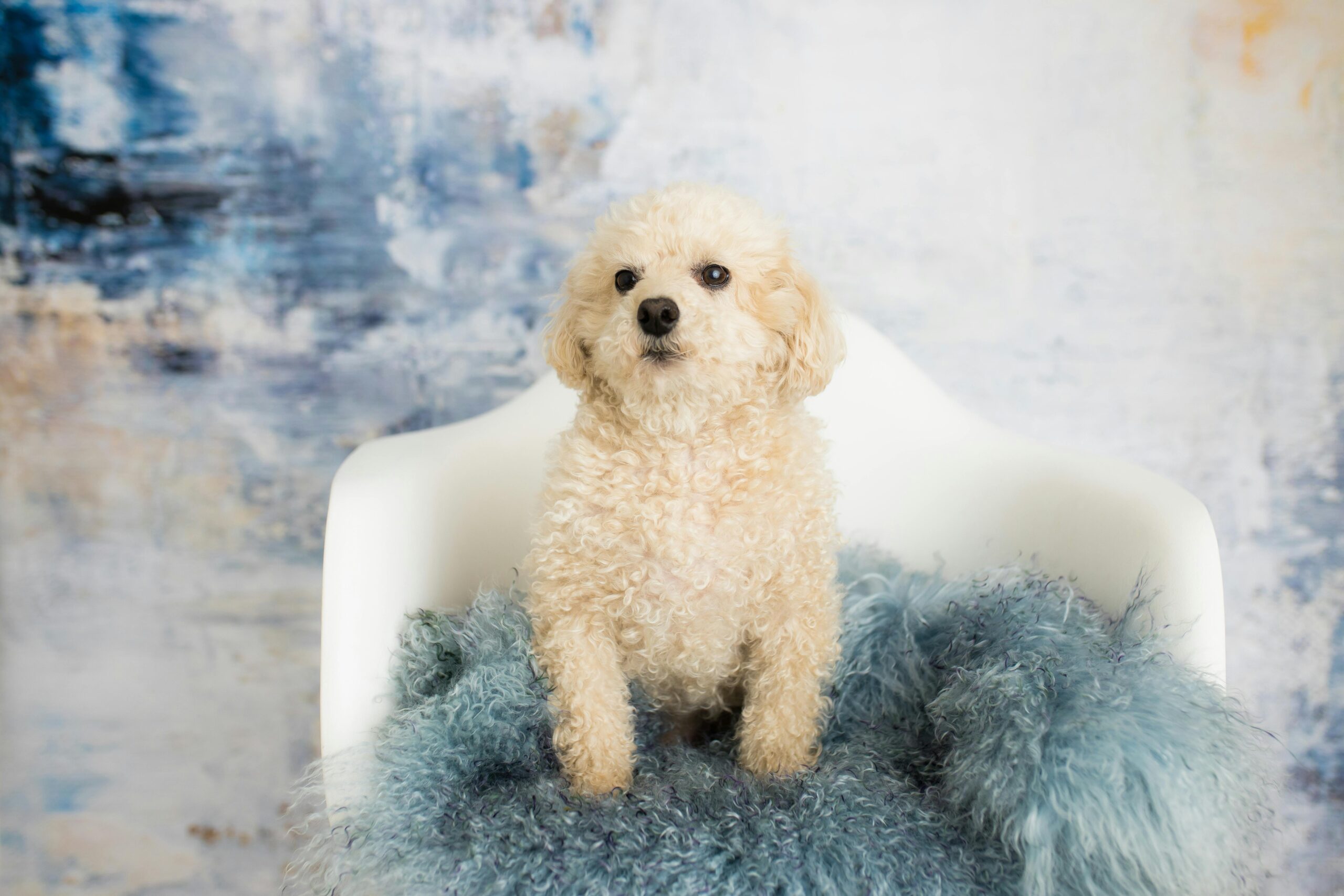toy poodle dog names