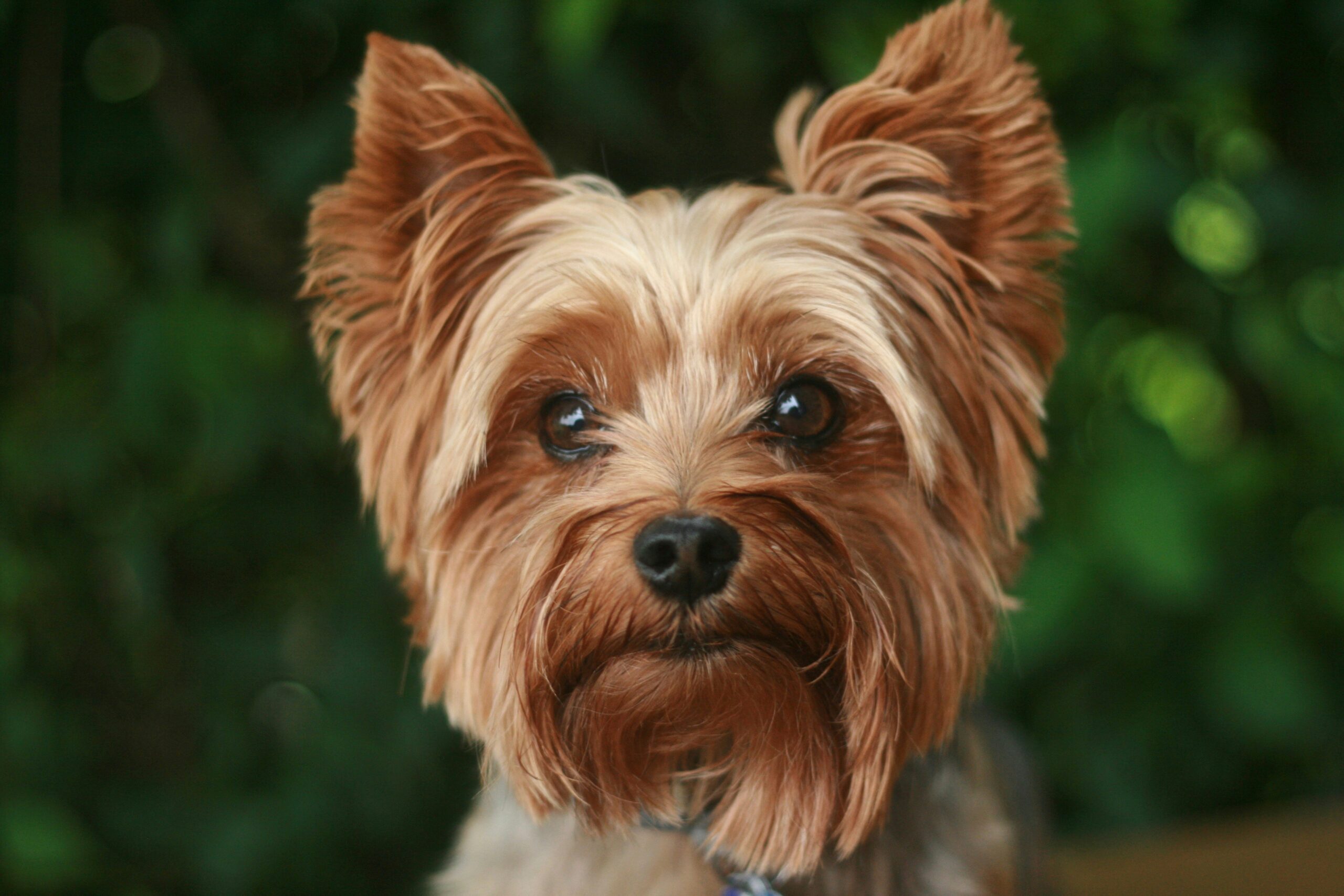 yorkshire terrier dog names